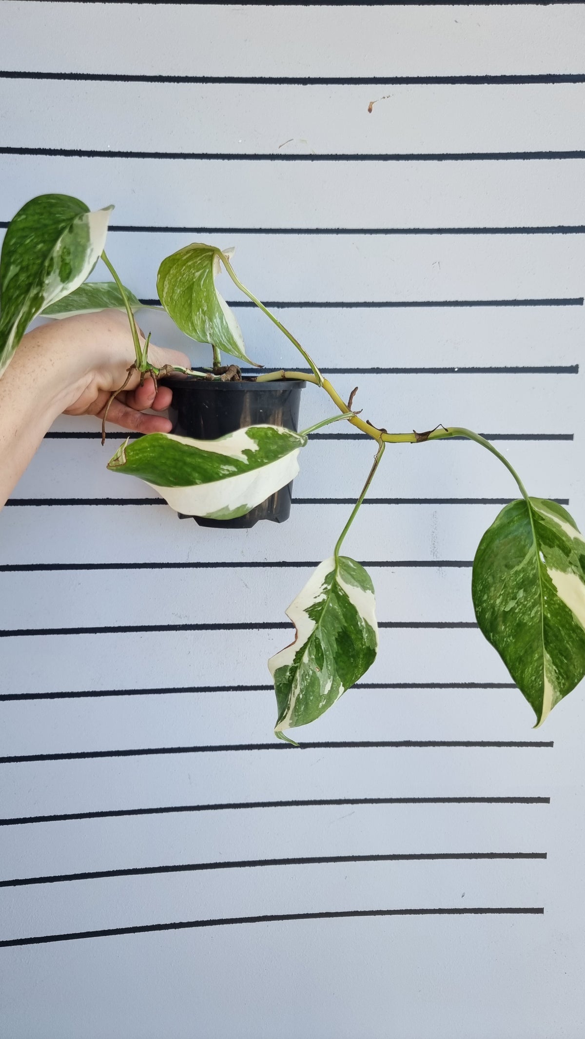 Epipremnum pinnatum variegata - Variegated Dragons Tail
