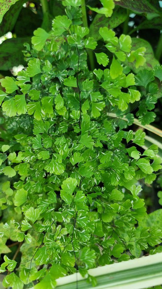 Adiantum raddianum 'Variegatum' - Variegated Delta Maidenhair Fern