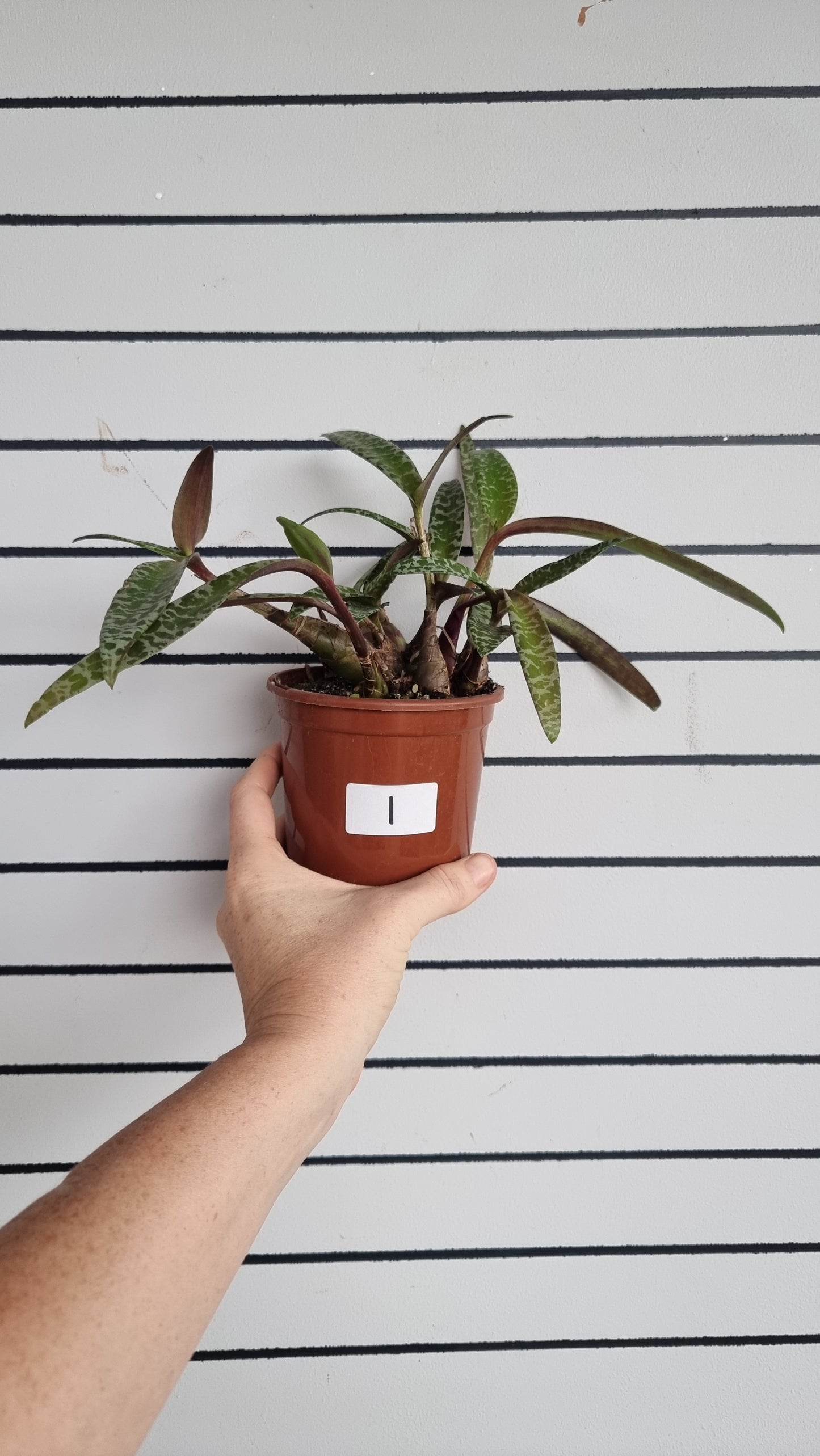 Ledebouria socialis (basionym. Scilla violacea) - Silver Squill