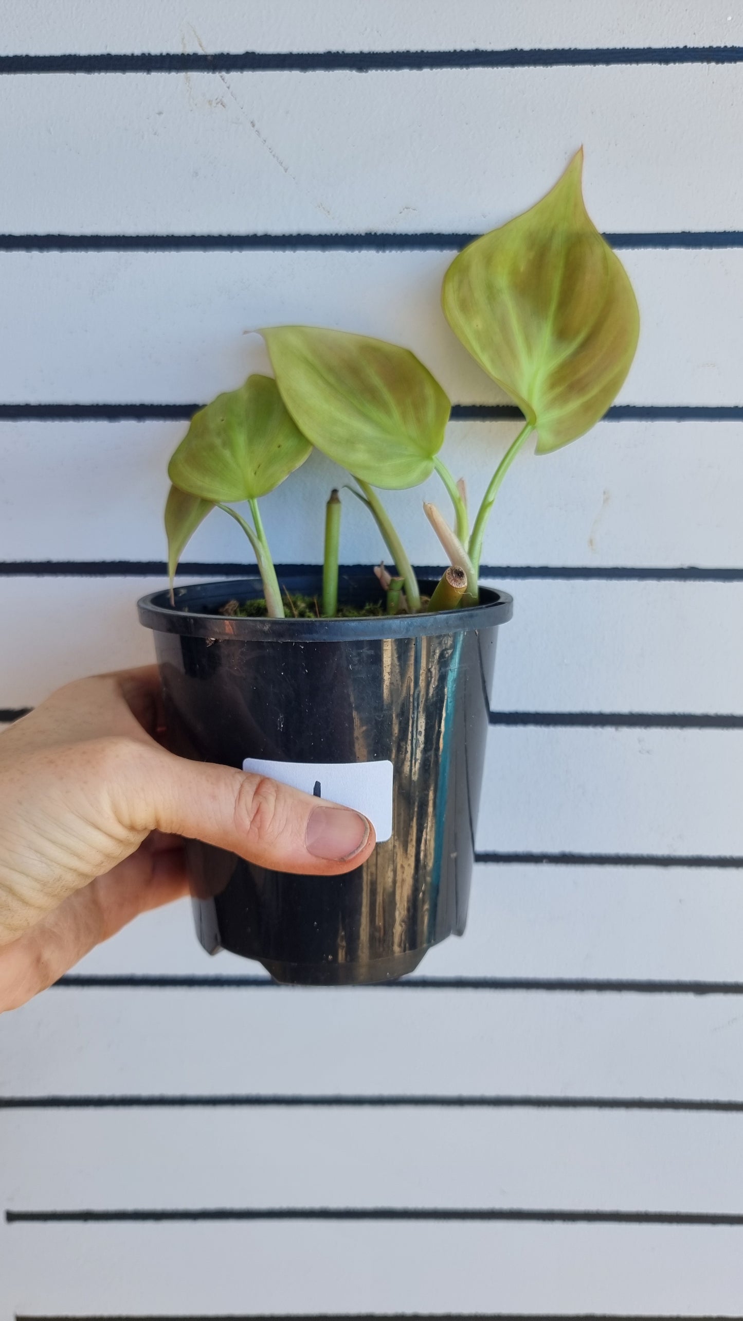 Philodendron camposportoanum