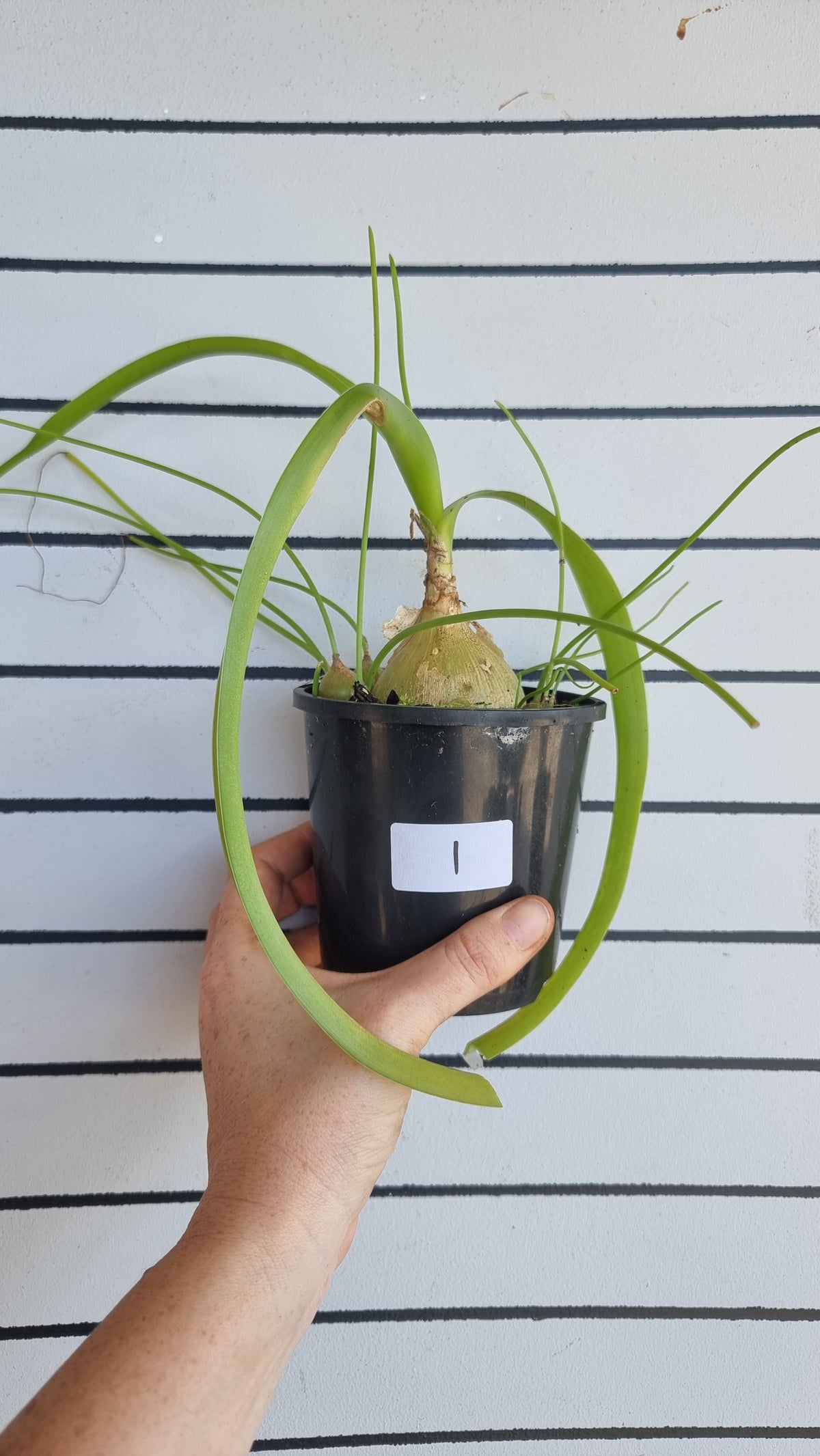 Albuca bracteata (syn. Ornithogalum longebracteatum) - Pregnant Onion