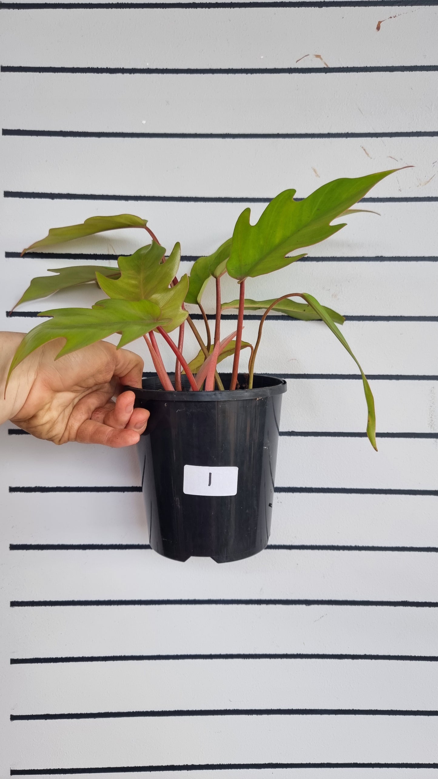 Philodendron mayoi 'Tahiti'