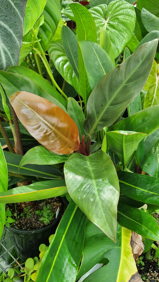 Philodendron erubescens 'Imperial Orange Mutant'