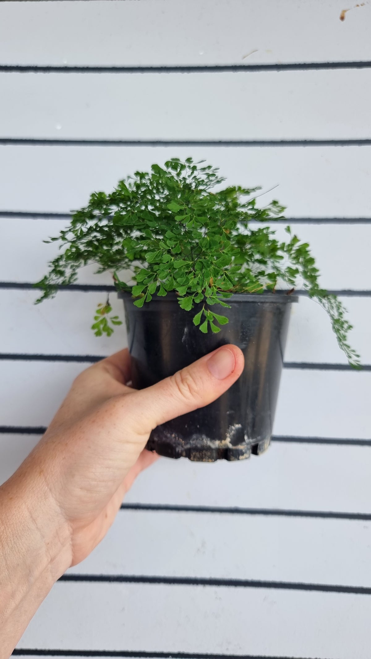 Adiantum raddianum 'Charlotte Parvifolium' - Fine Maidenhair Fern
