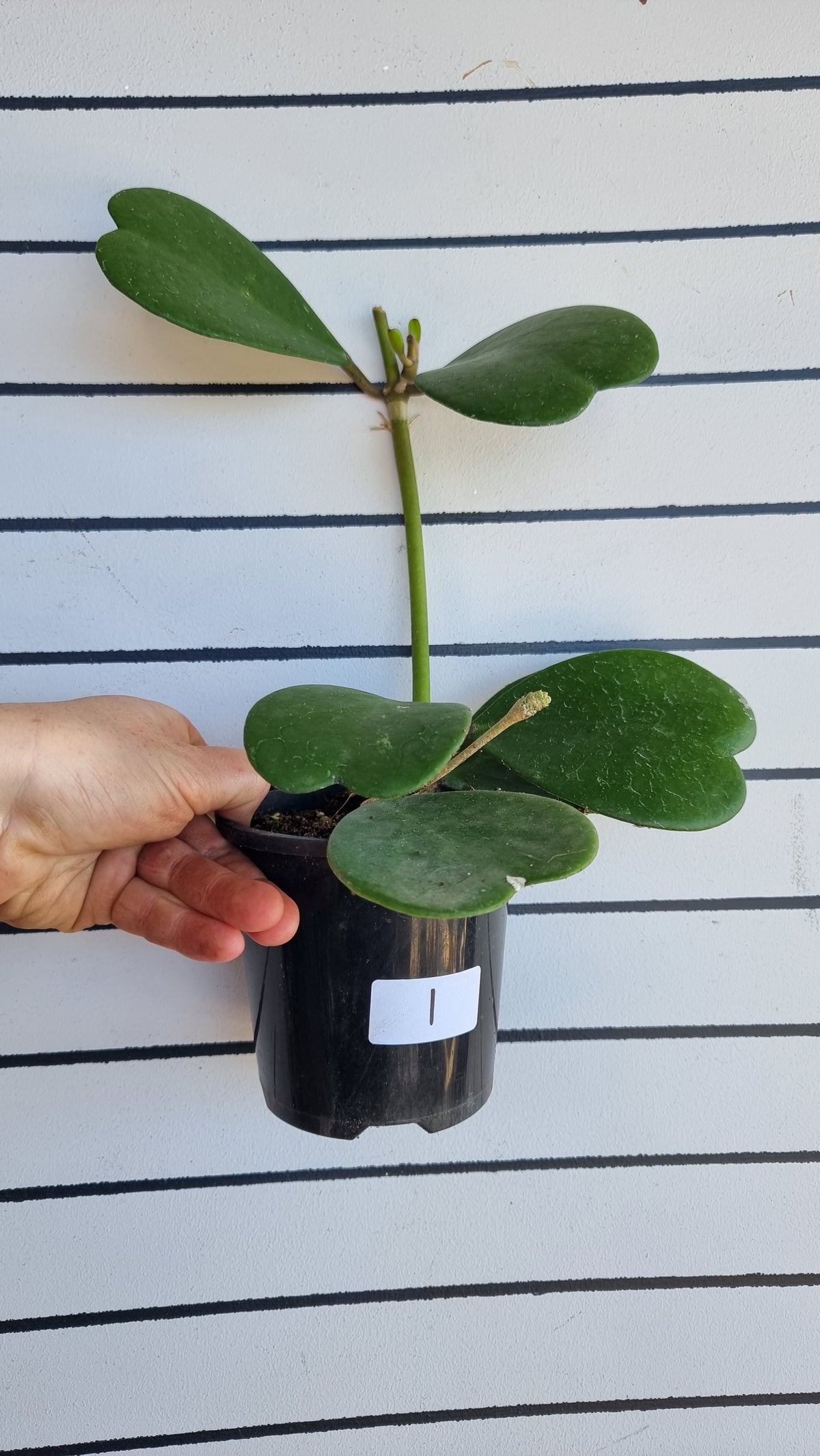 Hoya kerrii - Sweetheart Hoya