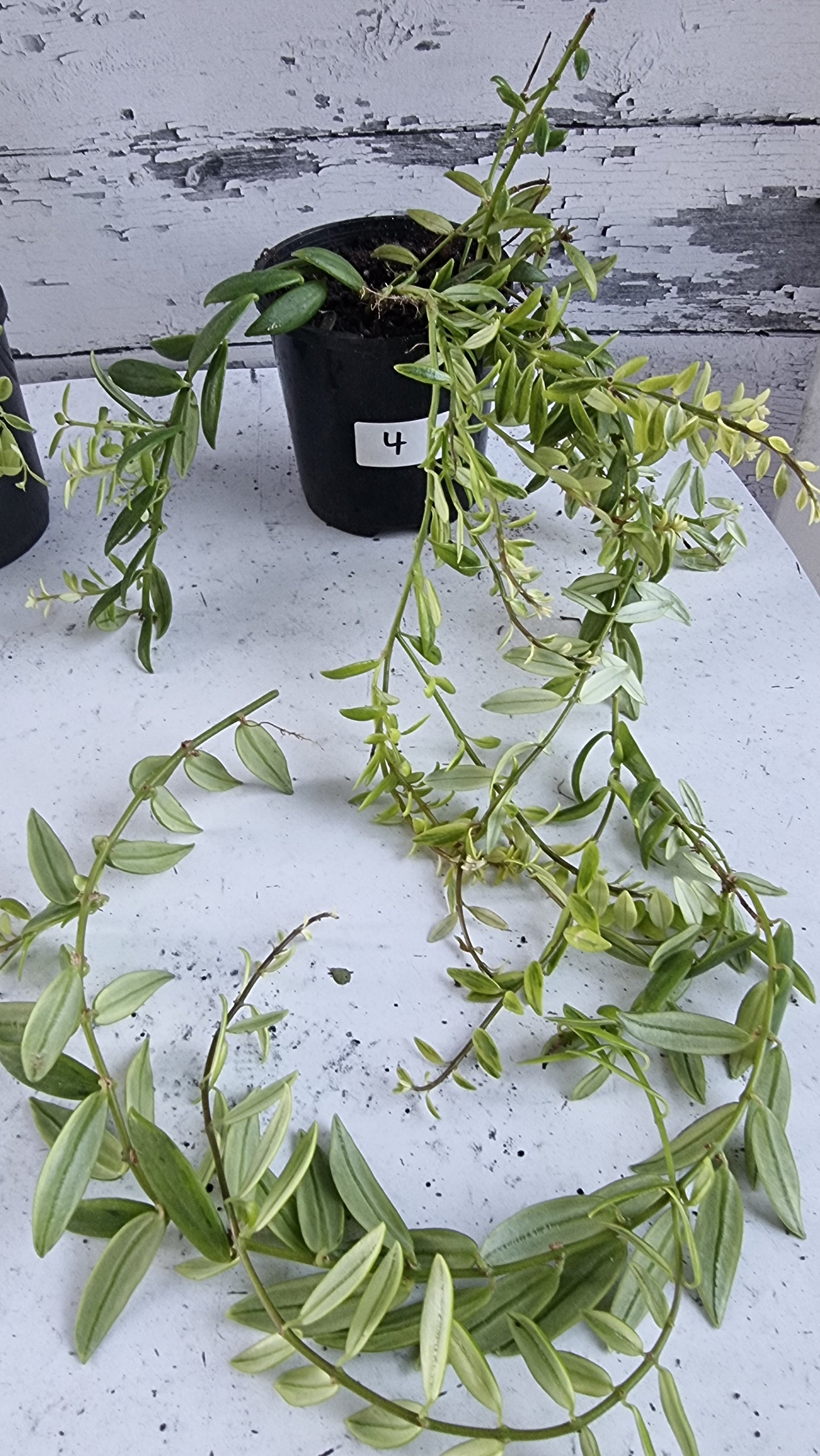 Aeschynanthus sp。杂色 - 口红厂