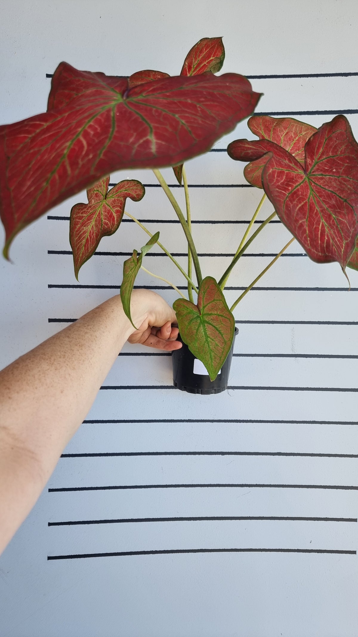Caladium bicolour 'Jungle Ember'