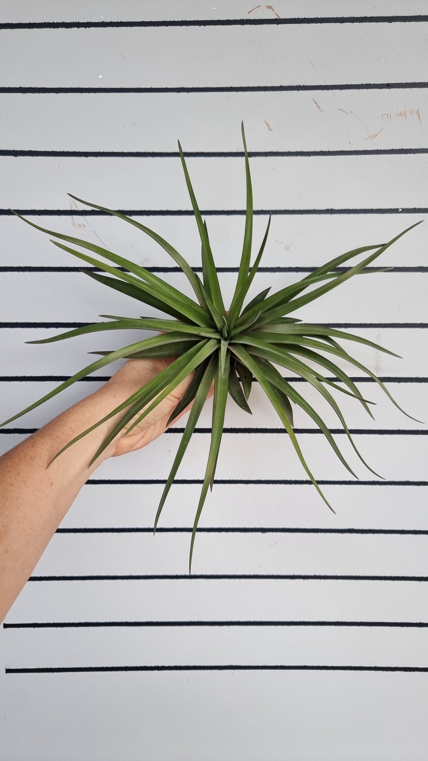 Tillandsia x NOID - Air Plant