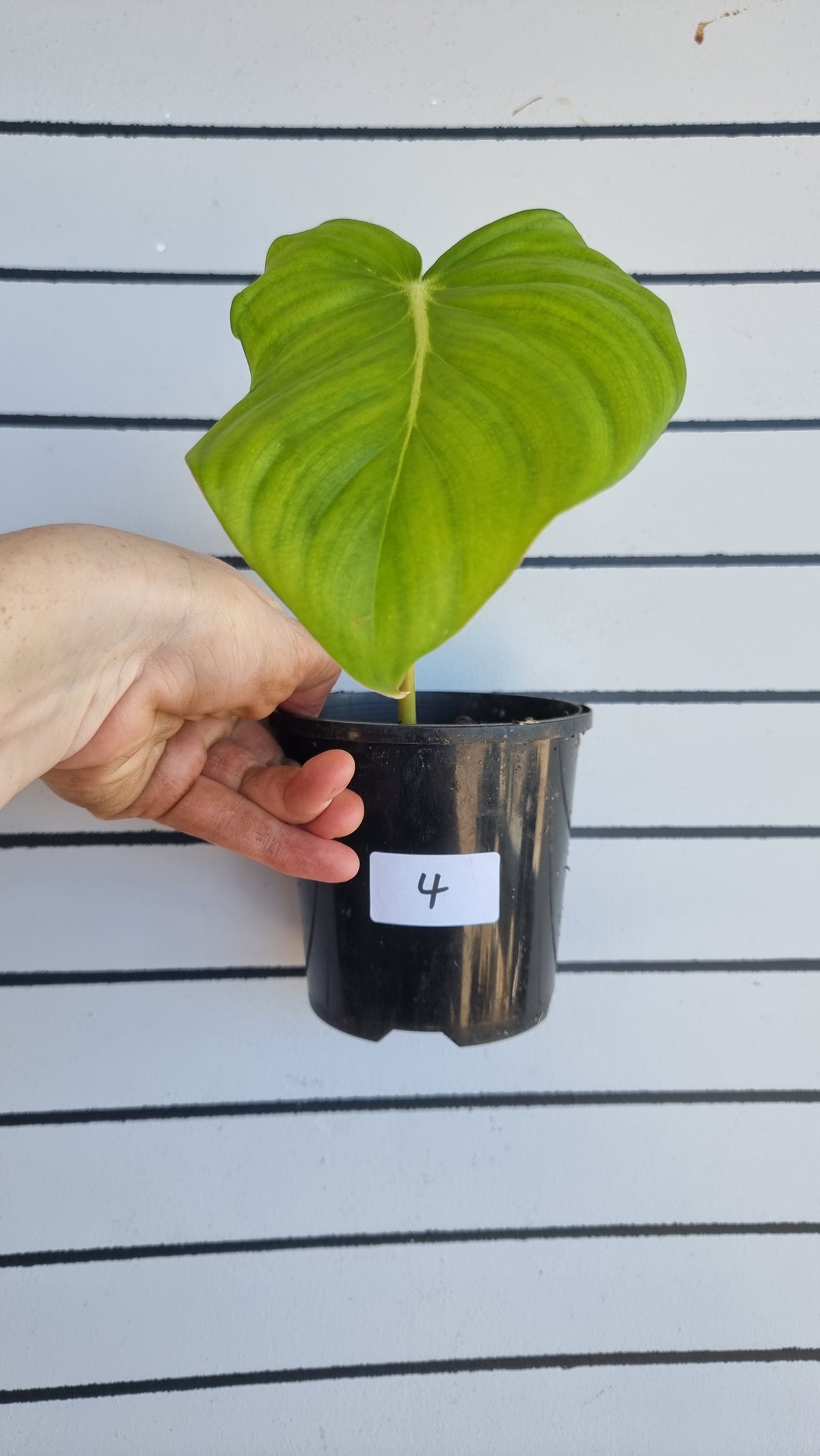 Philodendron 'Dean McDowell' - Non TC