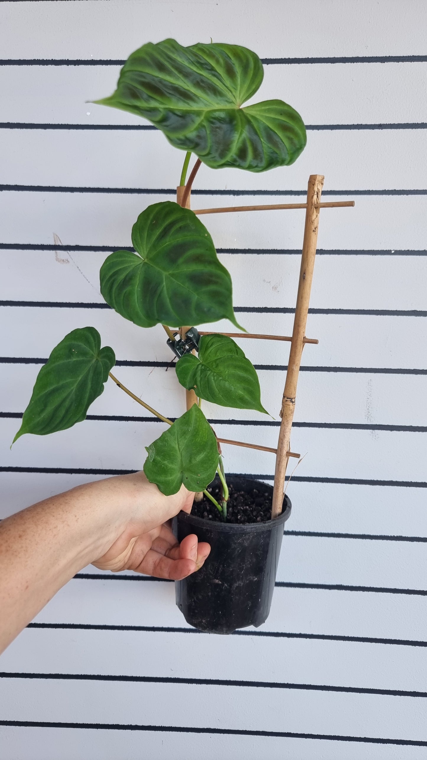 Philodendron verrucosum - 攀缘天南星