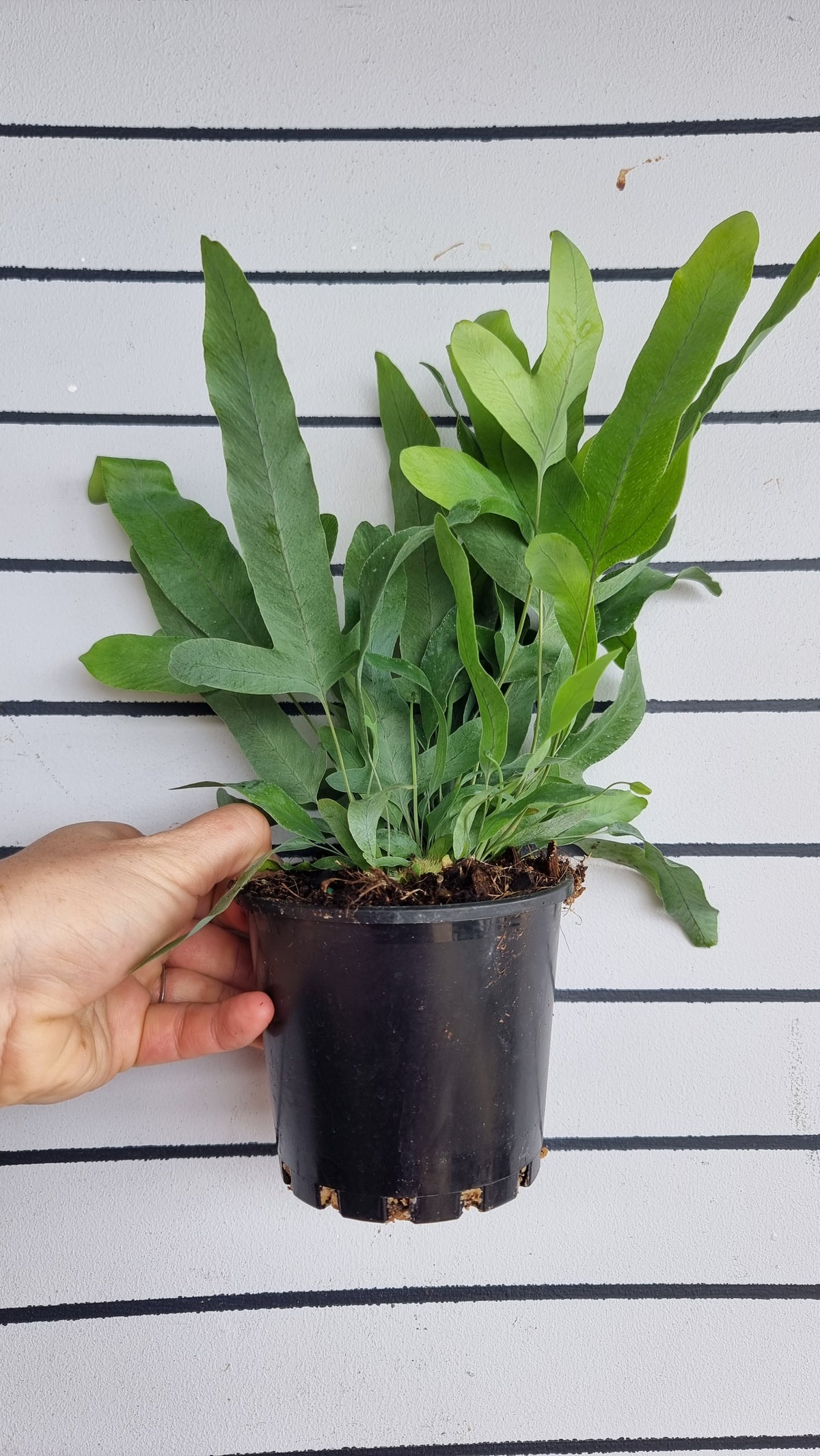 Phlebodium aureum - 蓝星蕨