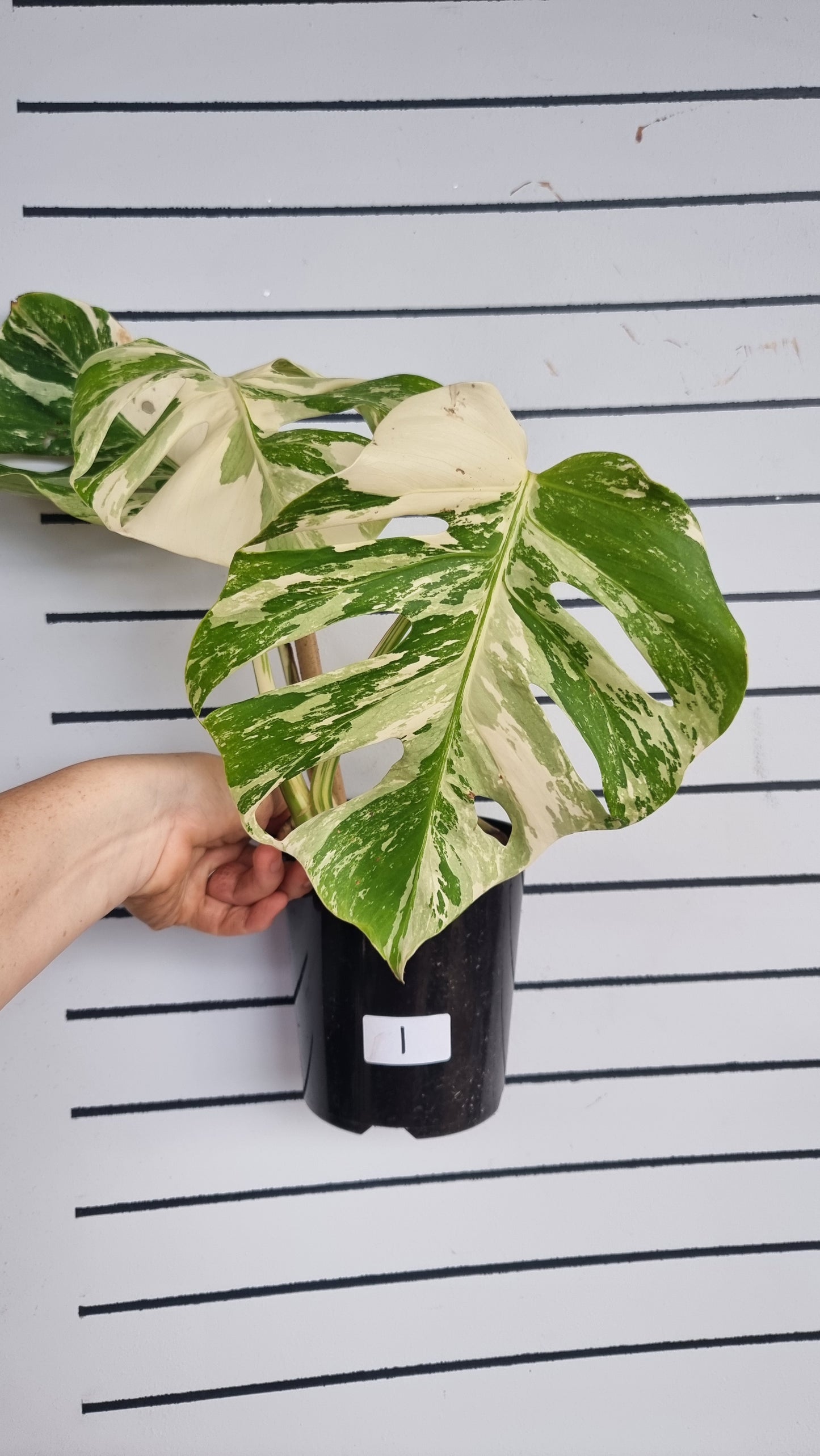 Monstera deliciosa borsigiana variegata - Variegated Fruit Salad Plant