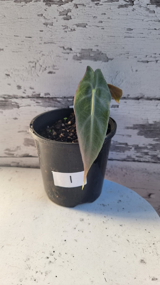 Alocasia longiloba 'Denudata' purple - Non TC