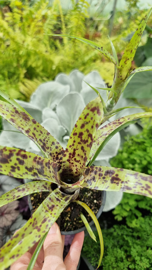 Neoregelia pauciflora 'Tiny Tot' - Bromeliad