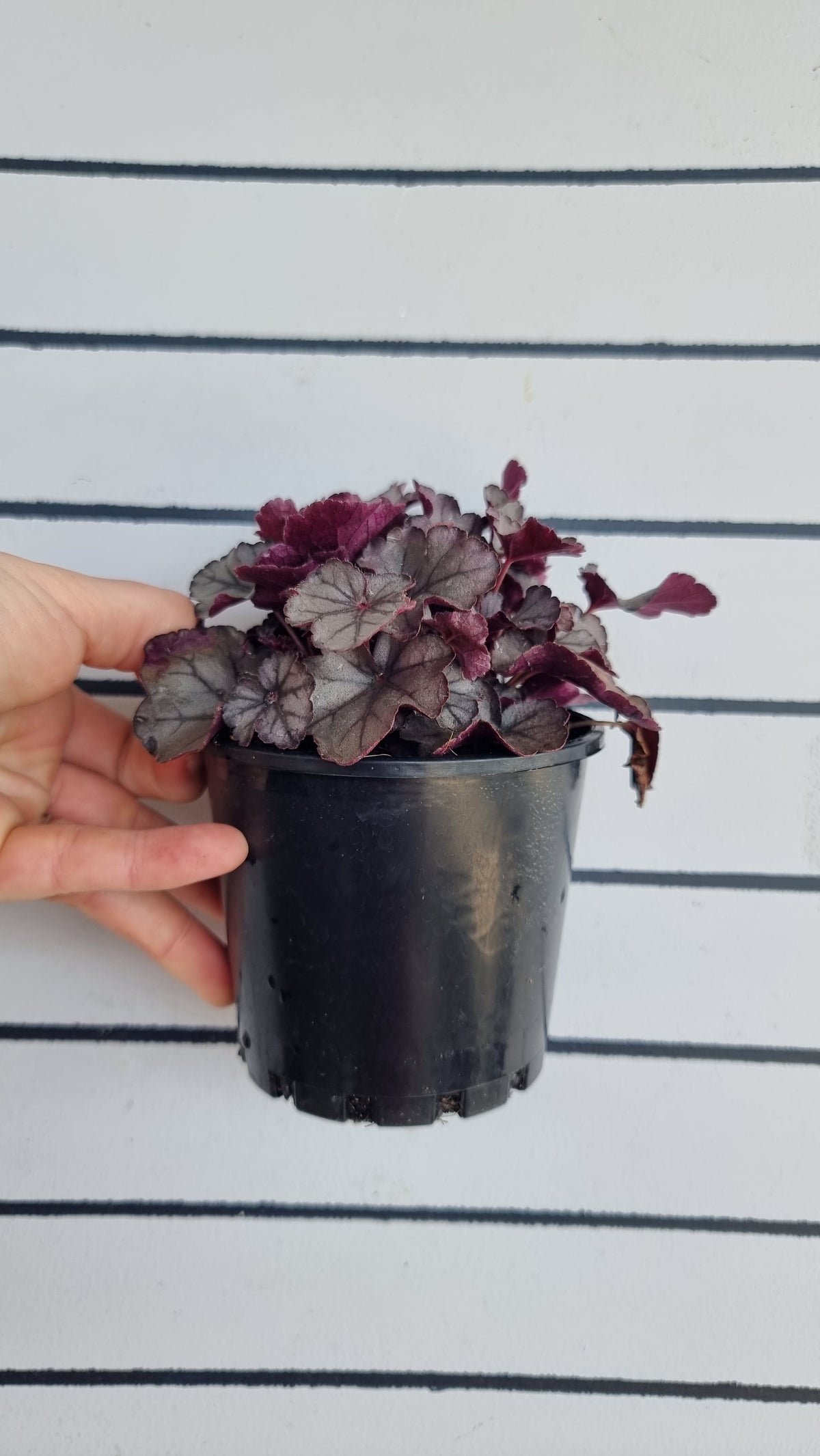 Heuchera 'Silver Jewel'