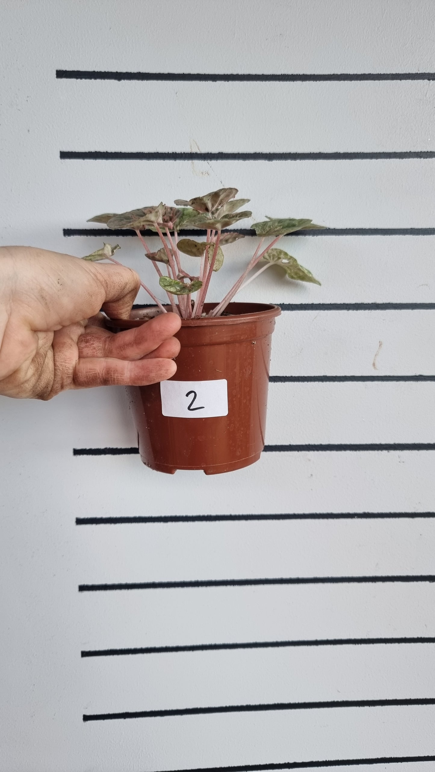 Peperomia caperata 'Pink Lady'