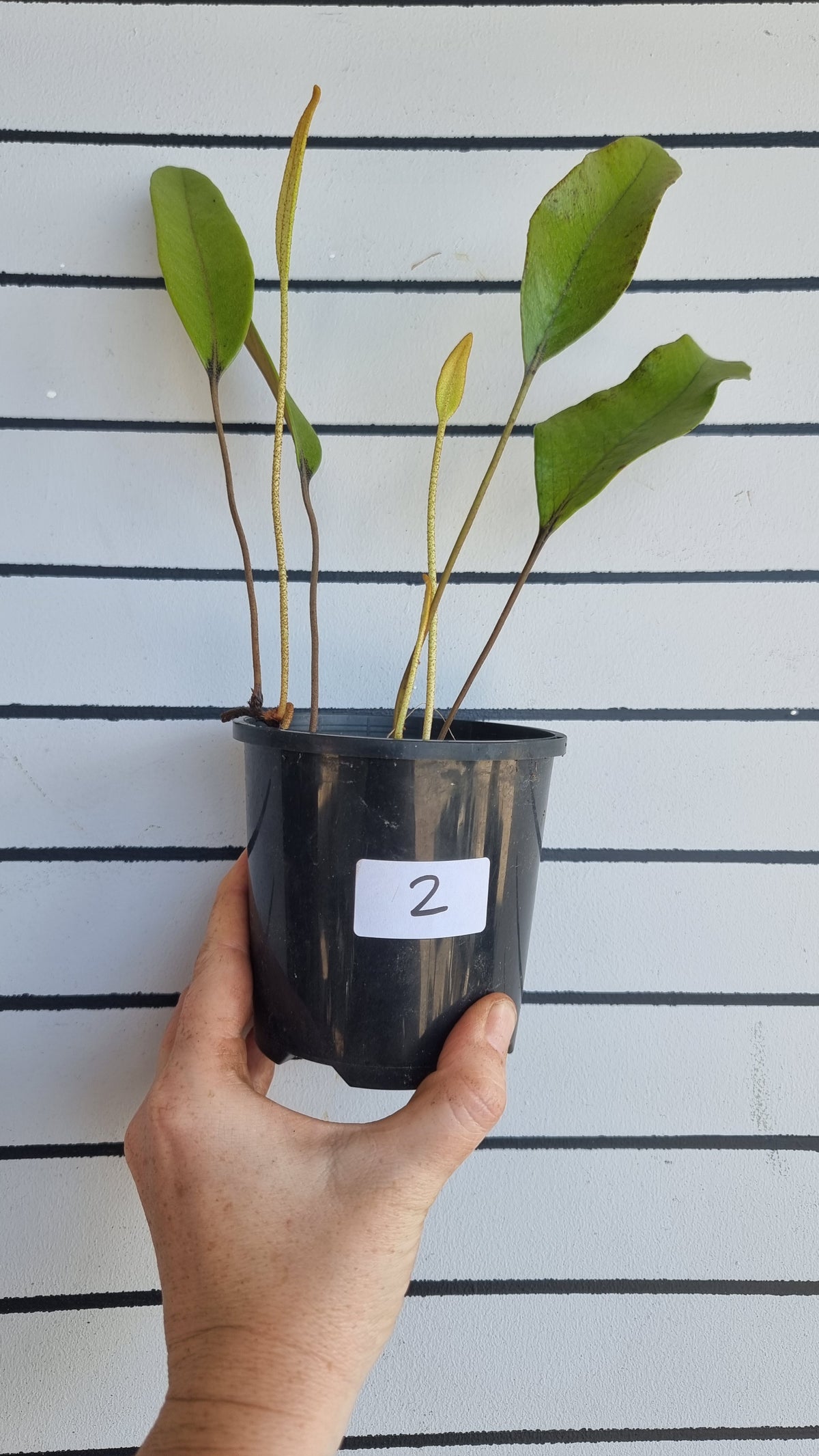 Pyrrosia lingua - Japanese Felt Fern