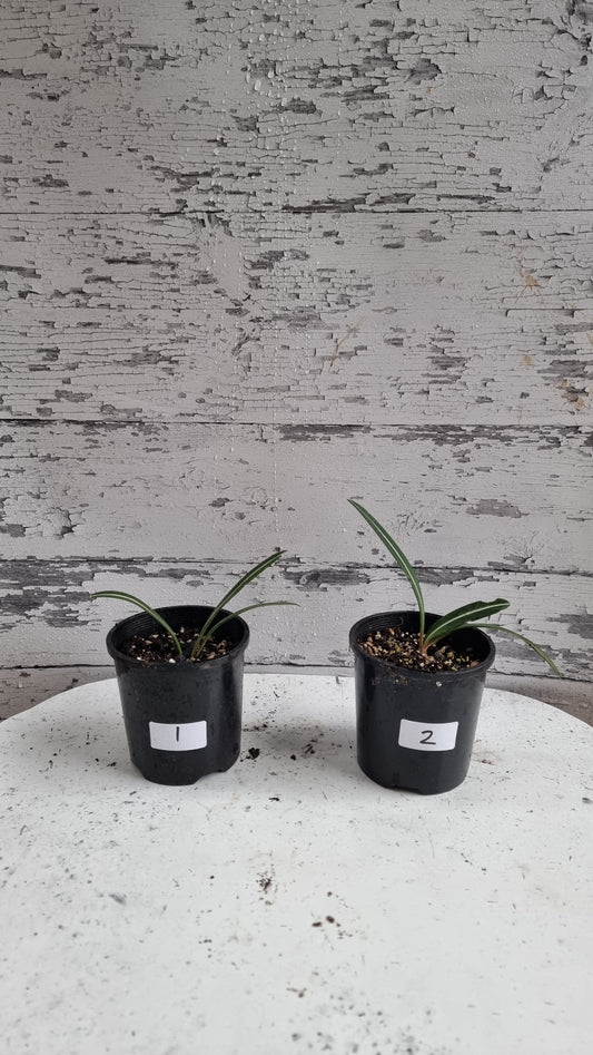 Hippeastrum striatifolium - Striped Amaryllis