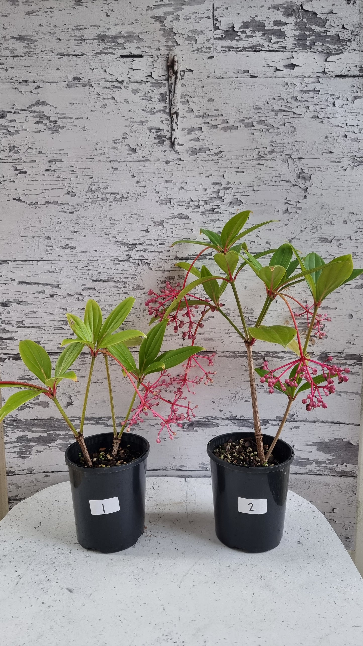 Medinilla pendula - Baladu