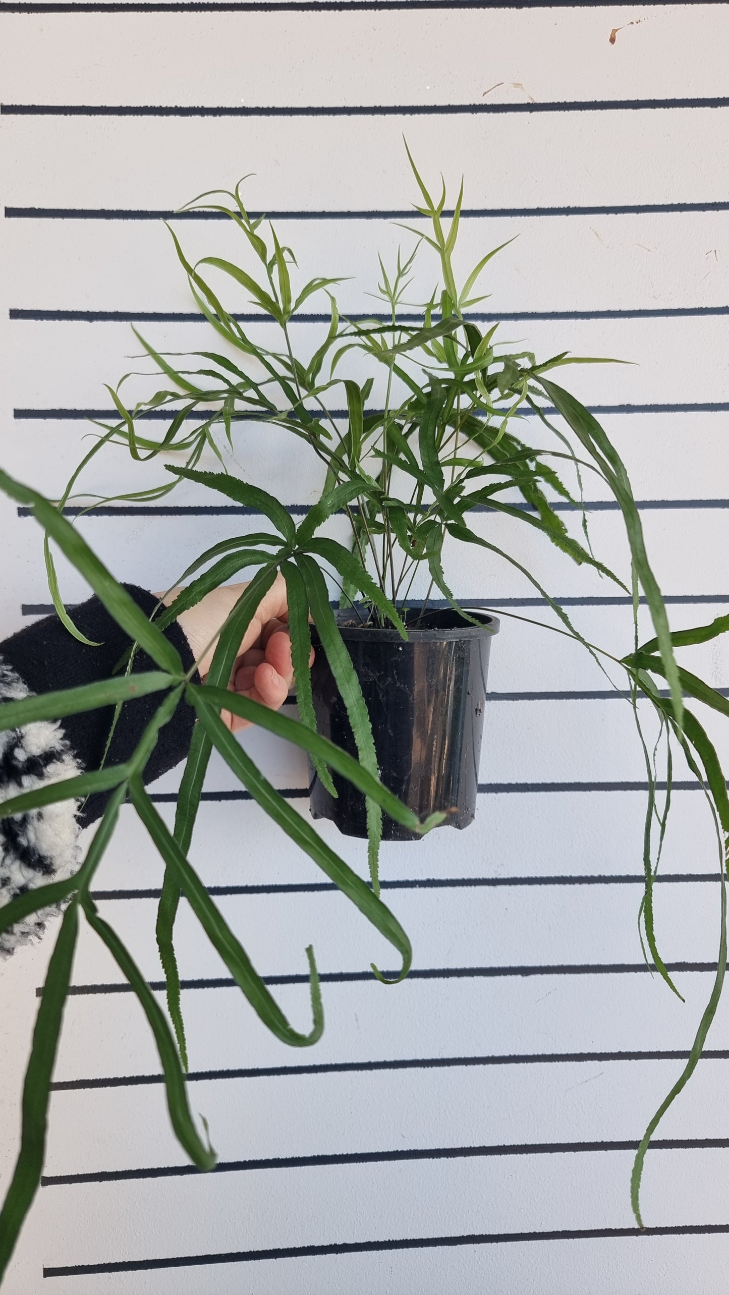 Pteris multifida - Spider Brake Fern