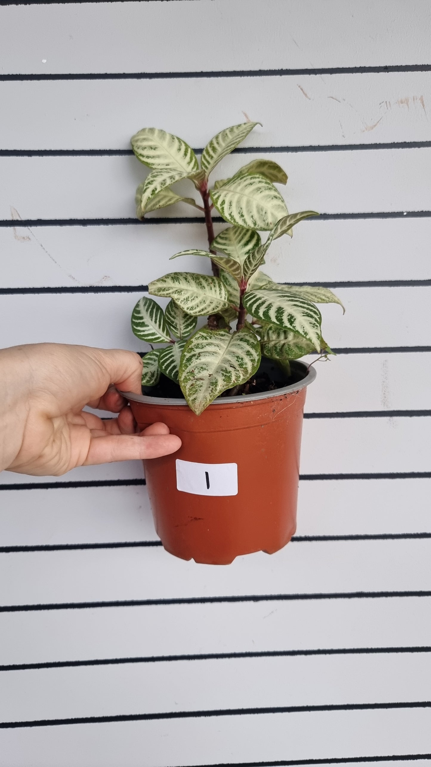 Aphelandra squarrosa 'White Wash'