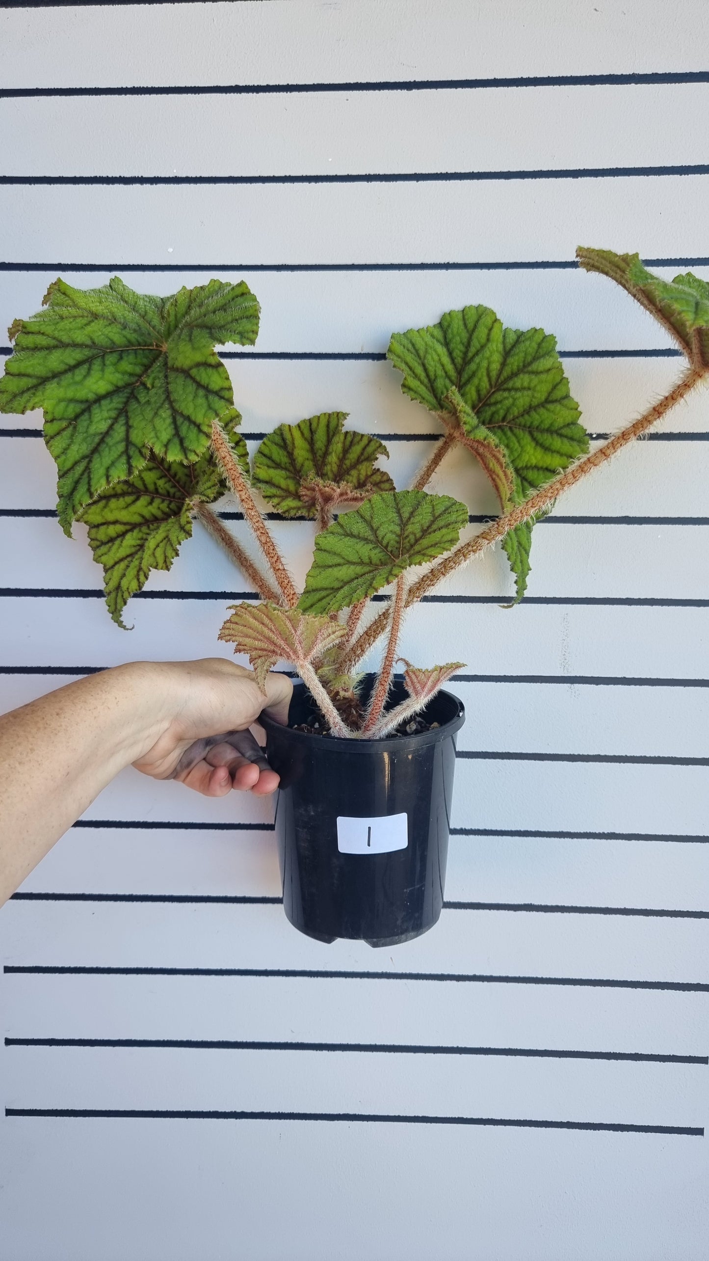 秋海棠 - 金属叶秋海棠