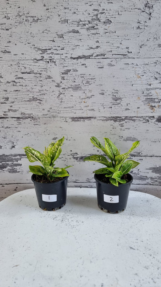 Aglaonema commutatum 'Tom's Pride'