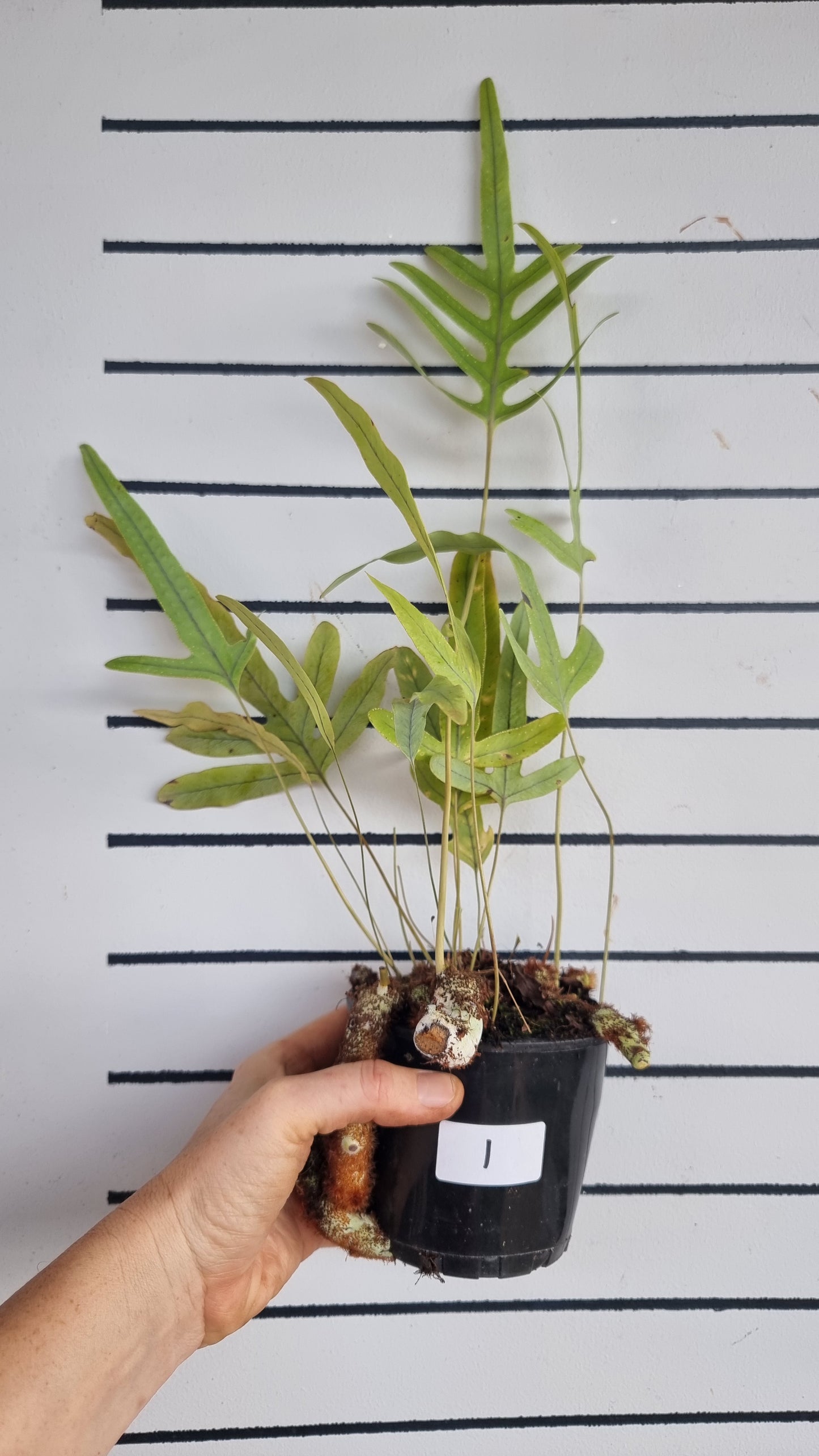 Phlebodium aureum - Blue Star Fern