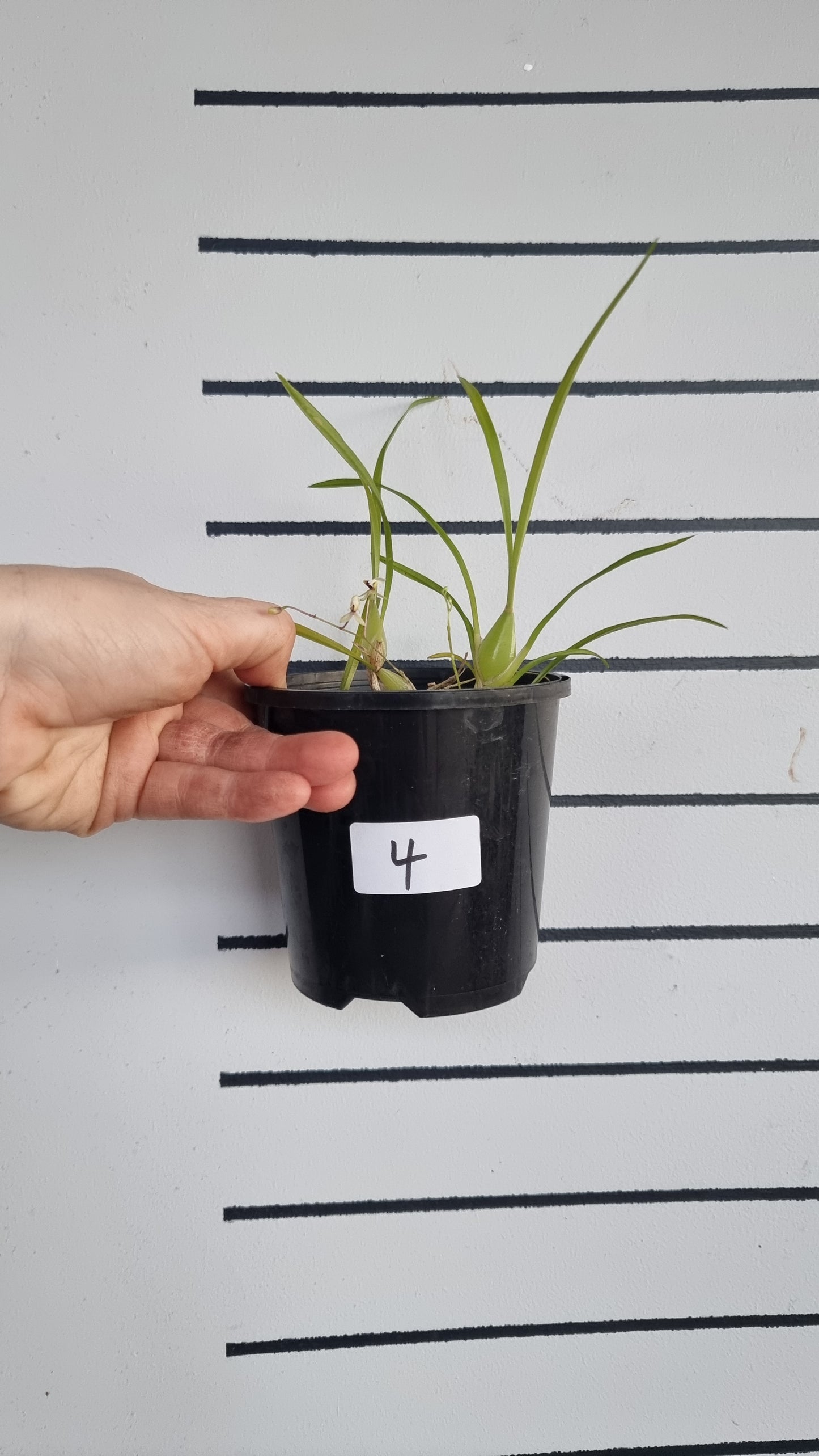 Gomesa (prev. Ornithophora) radicans - Miniature Orchid