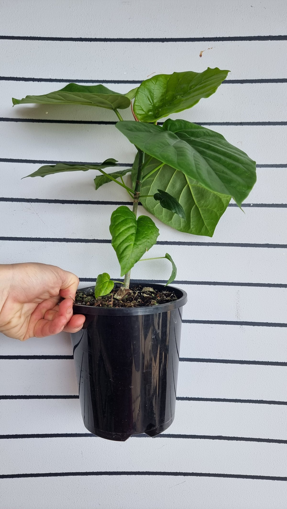 Ficus umbellata - 伞无花果