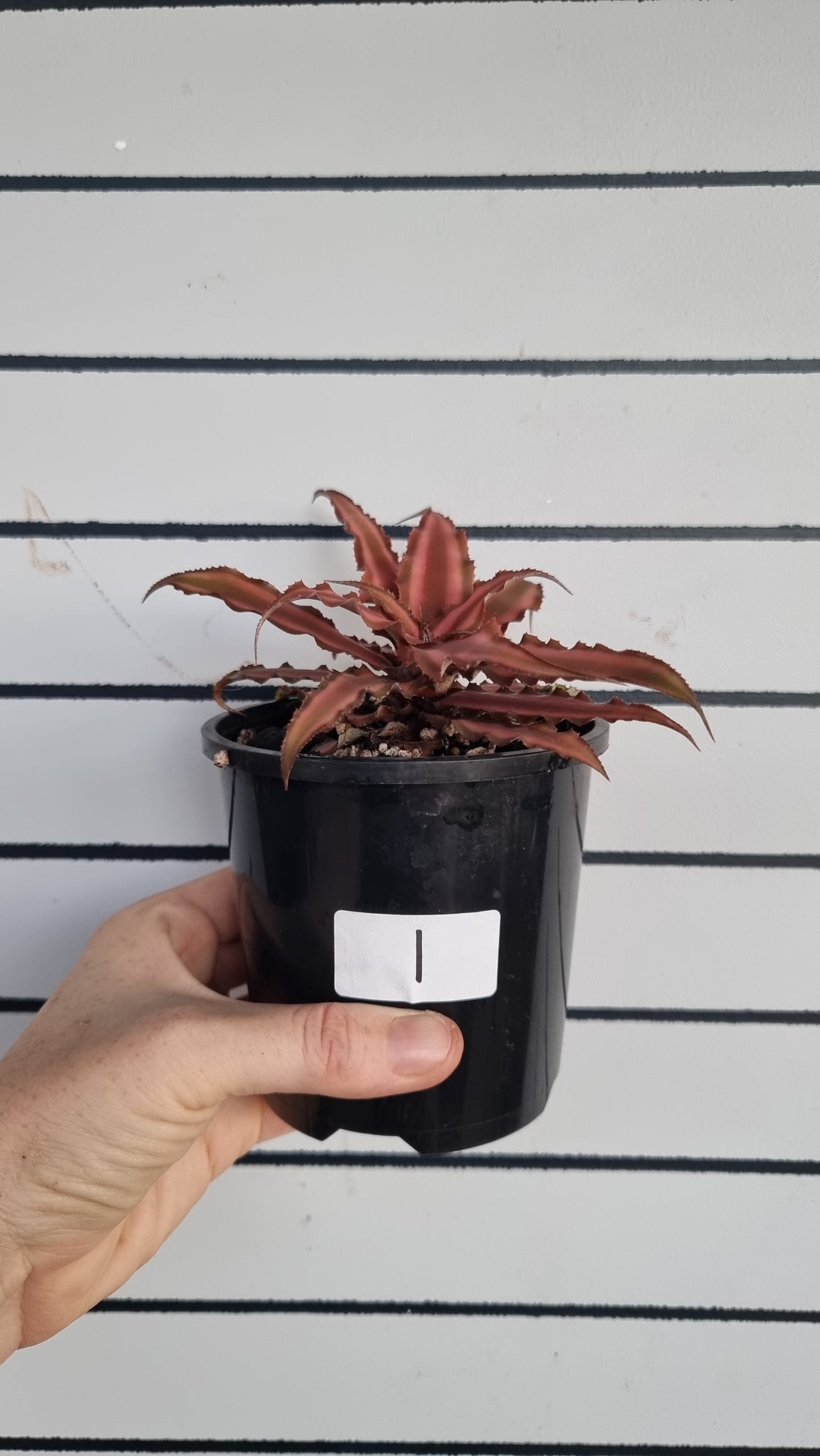 Cryptanthus bivittatus - Earth Star