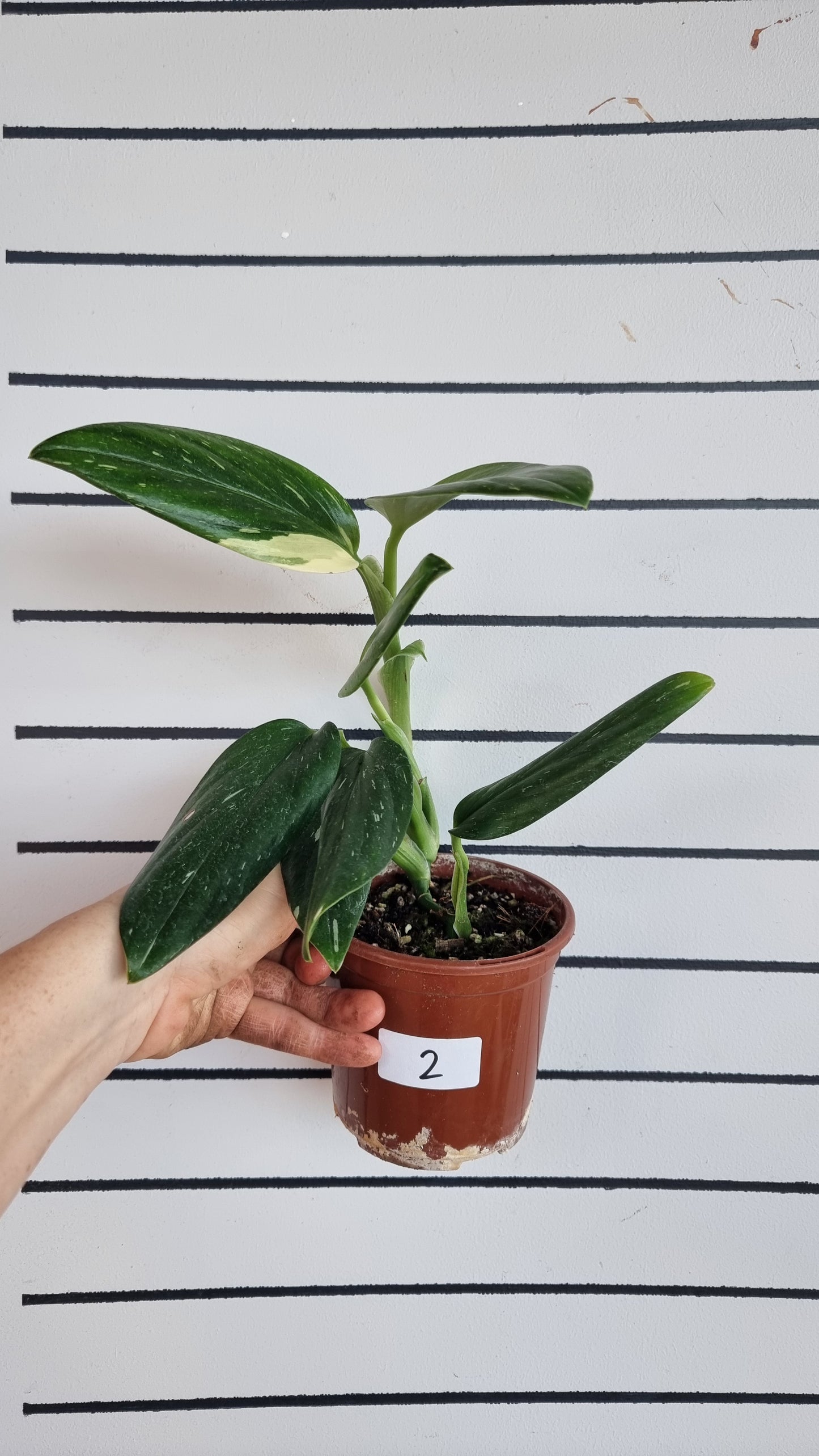 Monstera standleyana variegata