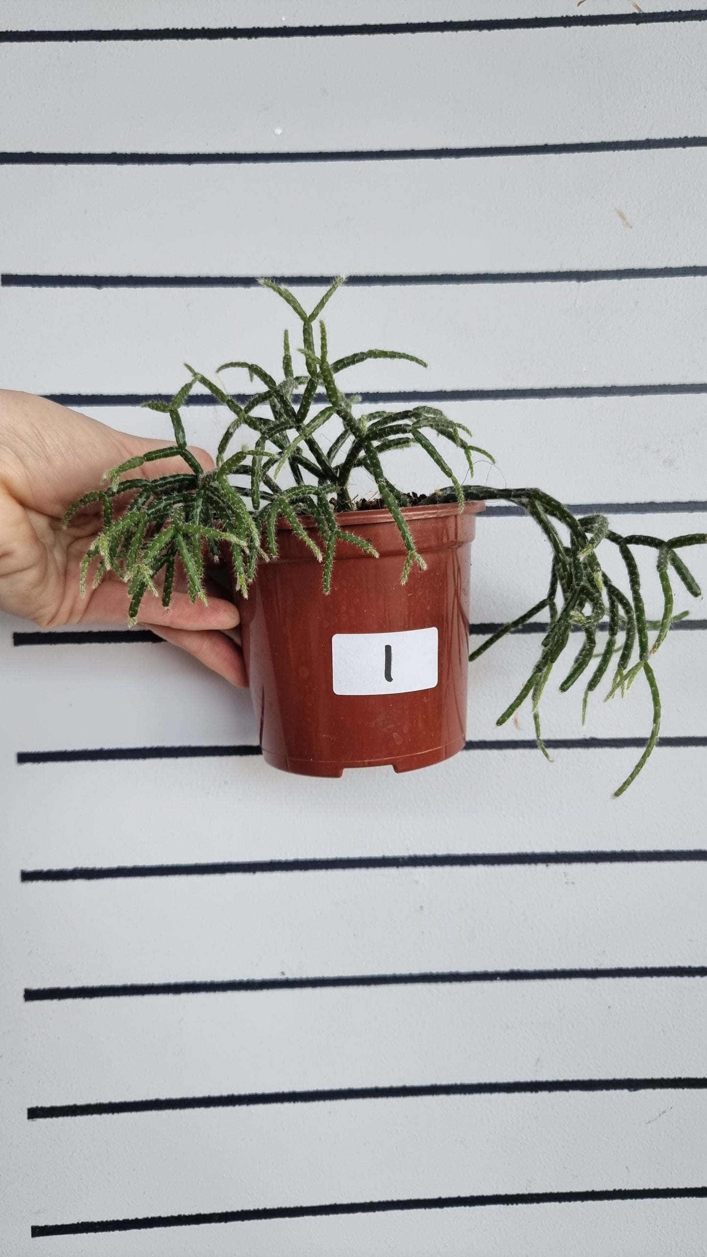 Rhipsalis pilocarpa - 丛林仙人掌