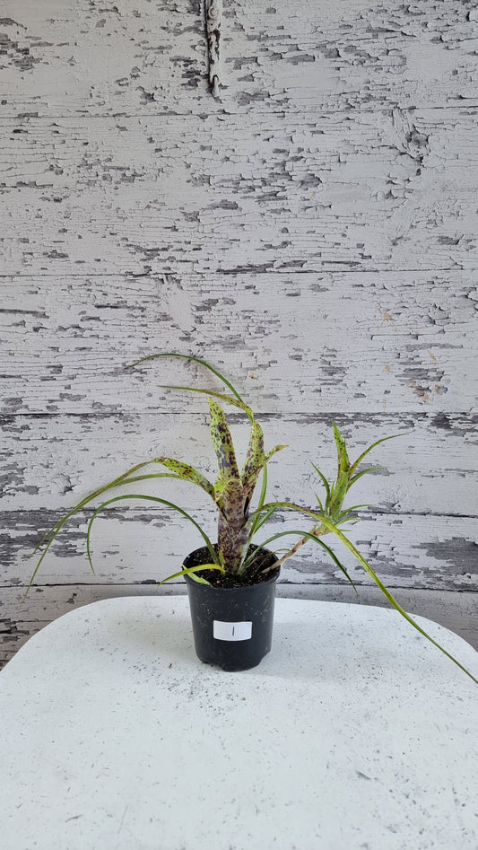 Neoregelia pauciflora 'Tiny Tot' - Bromeliad