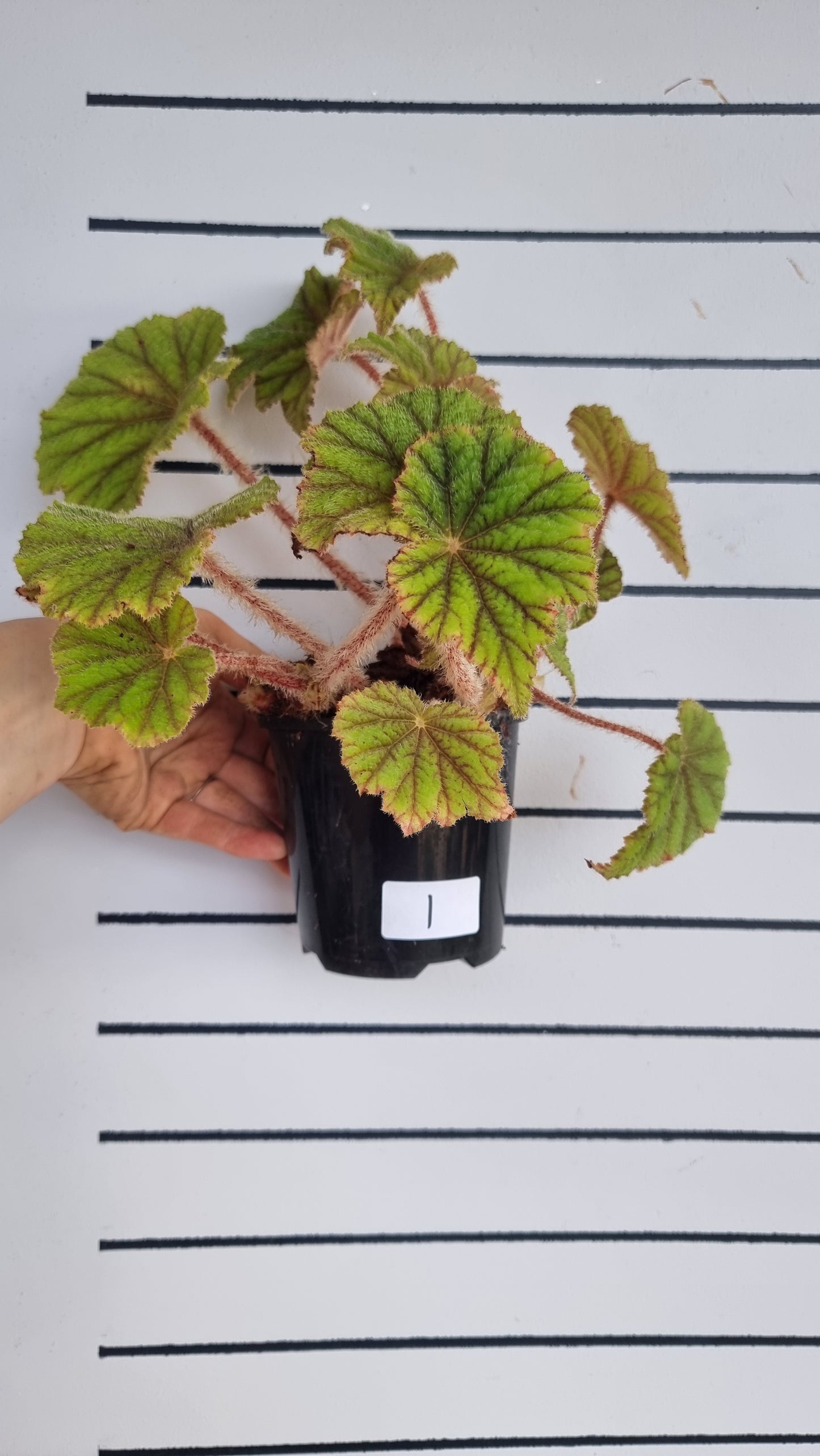 Begonia incarnata - Metallic Leaf Begonia