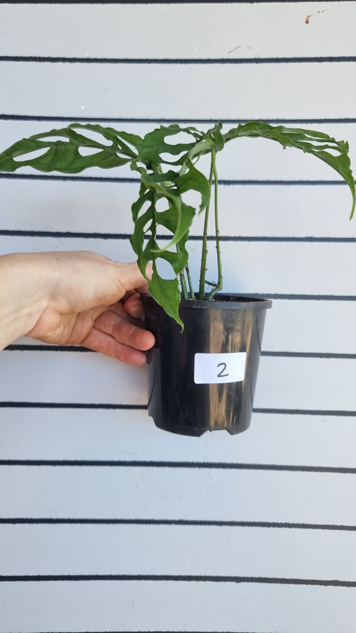 Monstera obliqua 'Peru'
