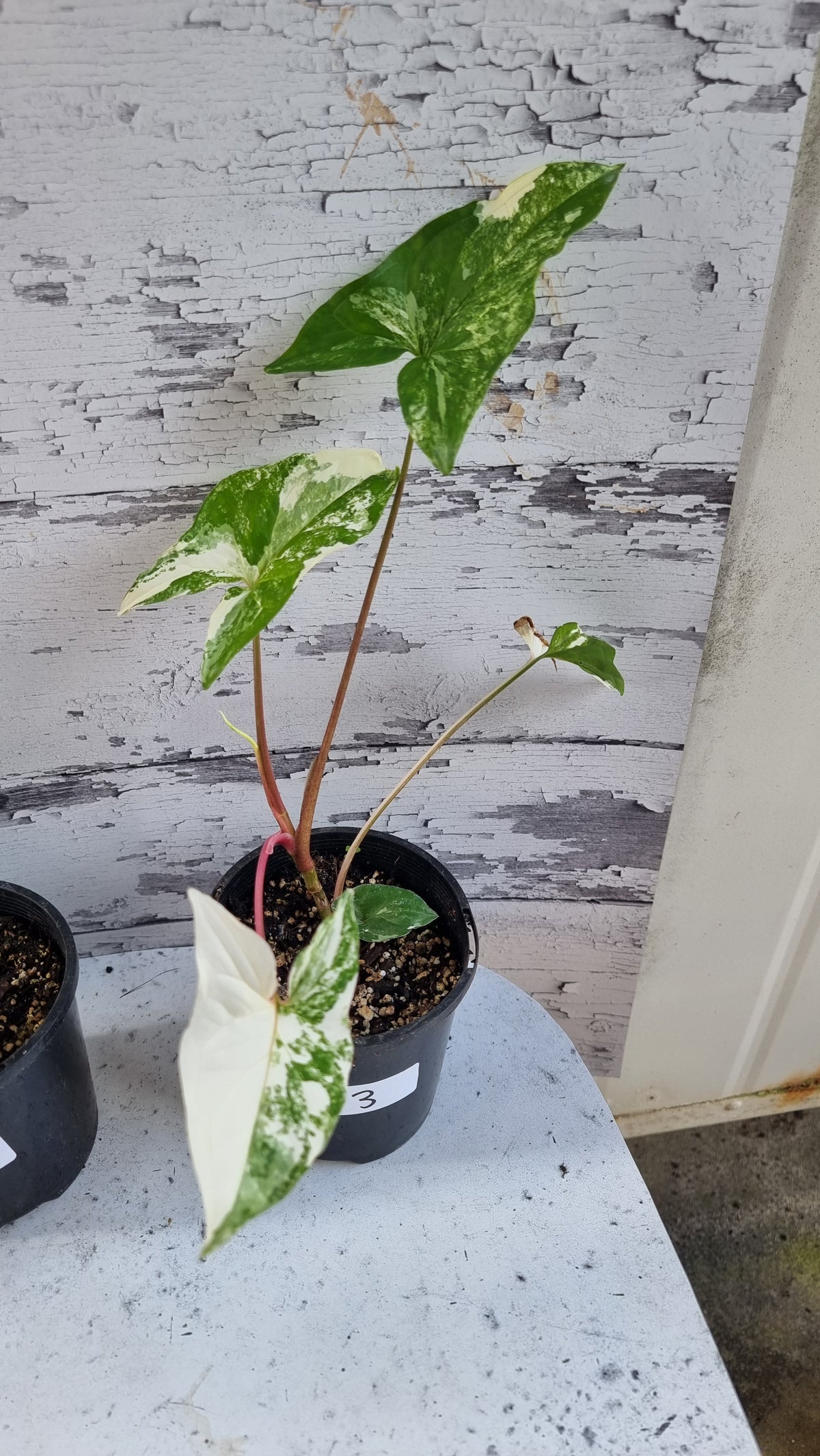 Syngonium podophyllum 'Fantasy' - Variegated Arrowhead Plant