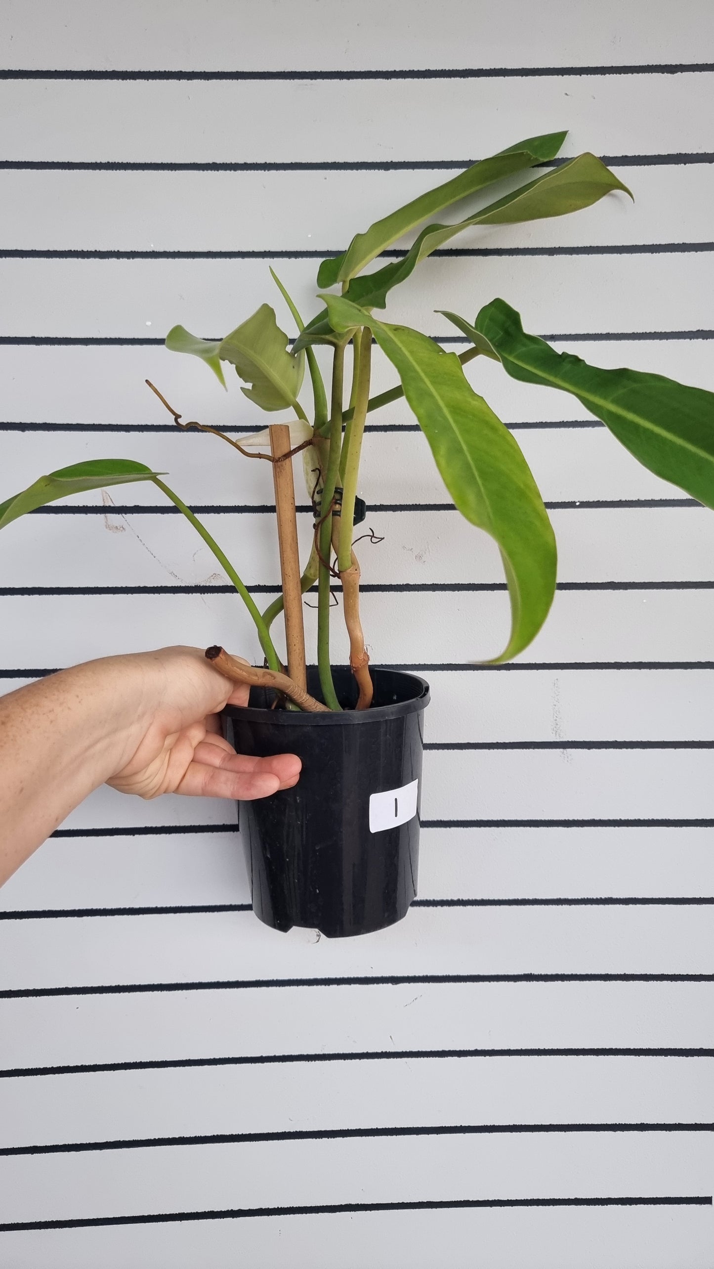 Philodendron bipennifolium - Horse Head Plant