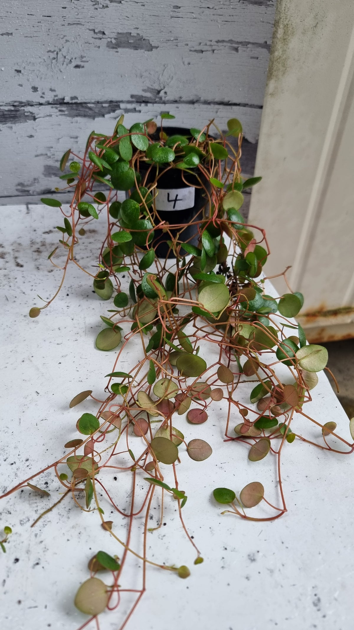 Peperomia prostrata 'Pepperspot' - String of Coins