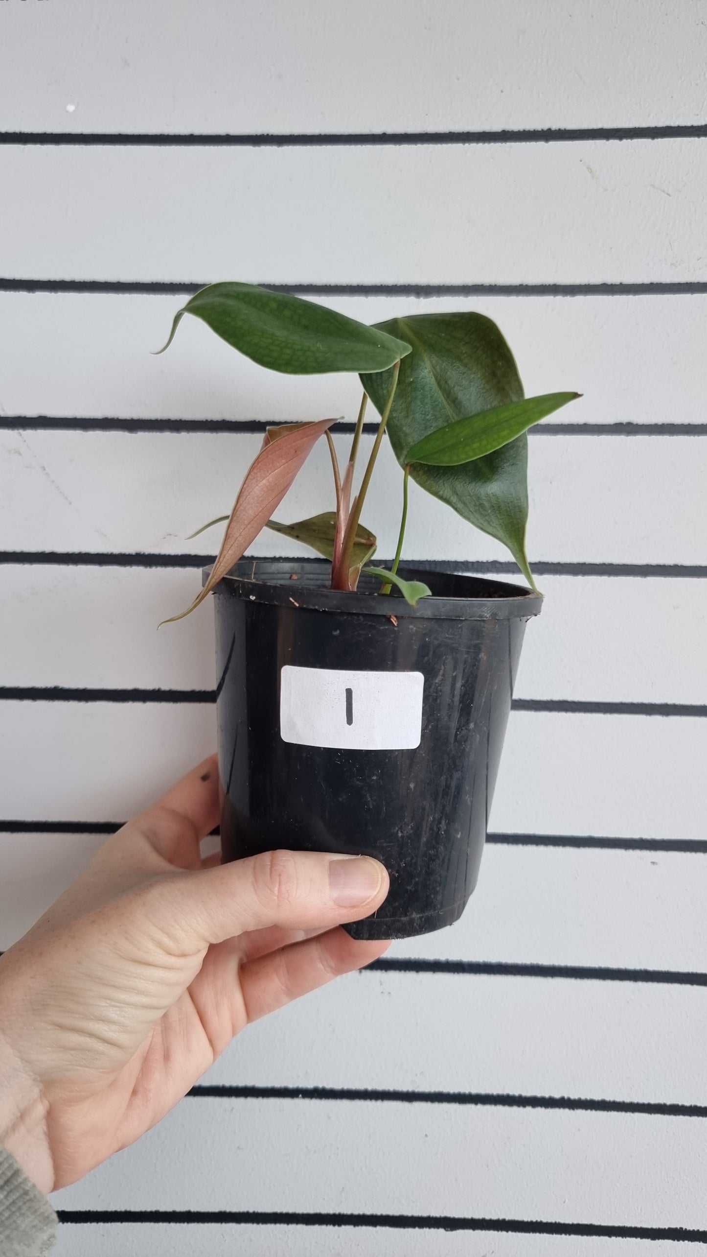 Philodendron lynamii - Climbing Aroid