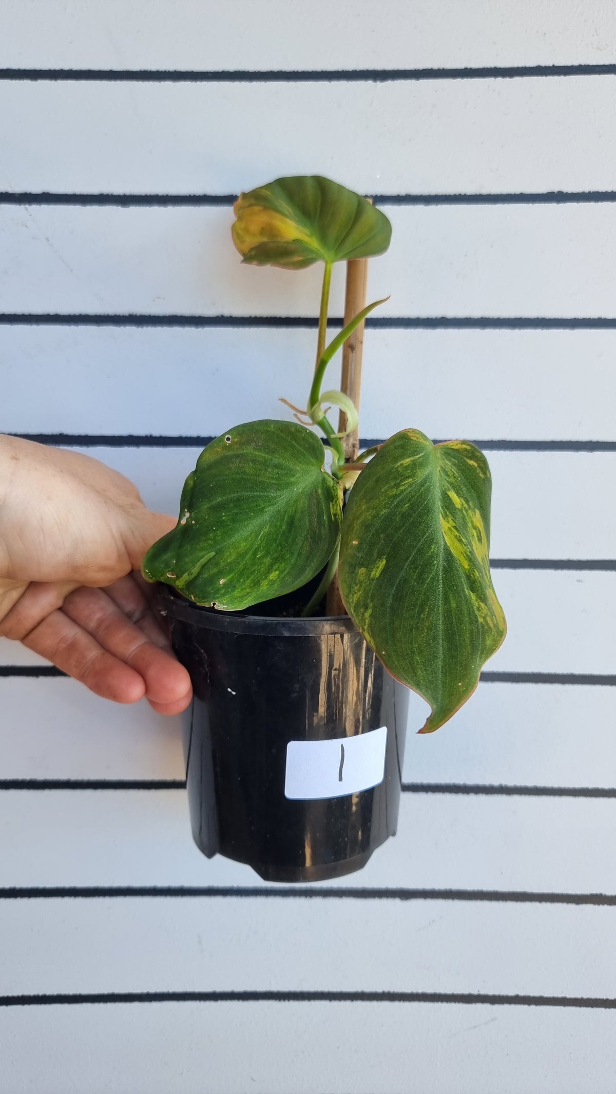 Philodendron hederaceum var hederaceum variegata - Variegated Micans