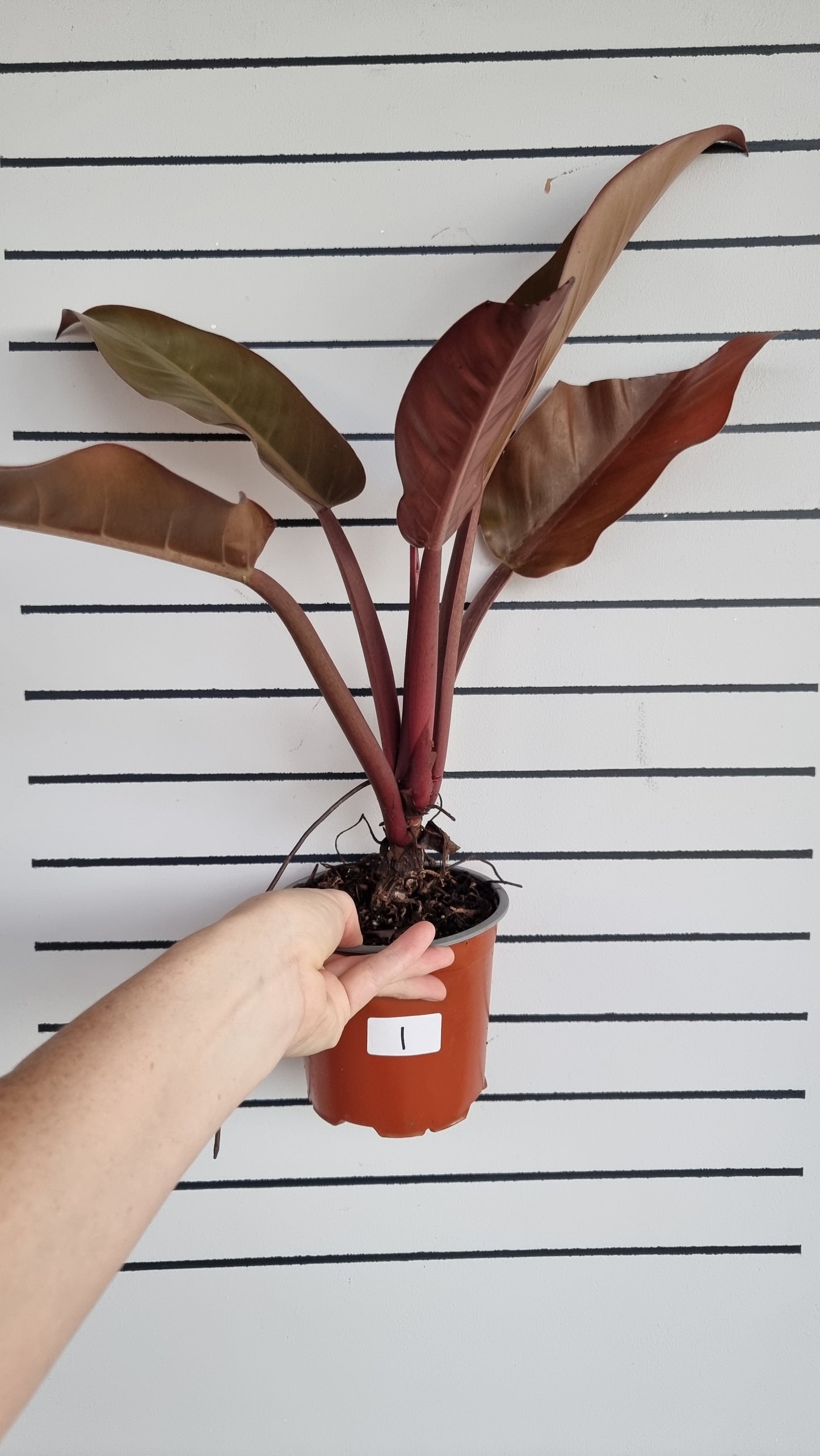 Philodendron erubescens 'Imperial Orange Mutant'