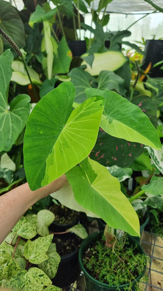 Colocasia esculenta 'Limeade' - Taro Plant