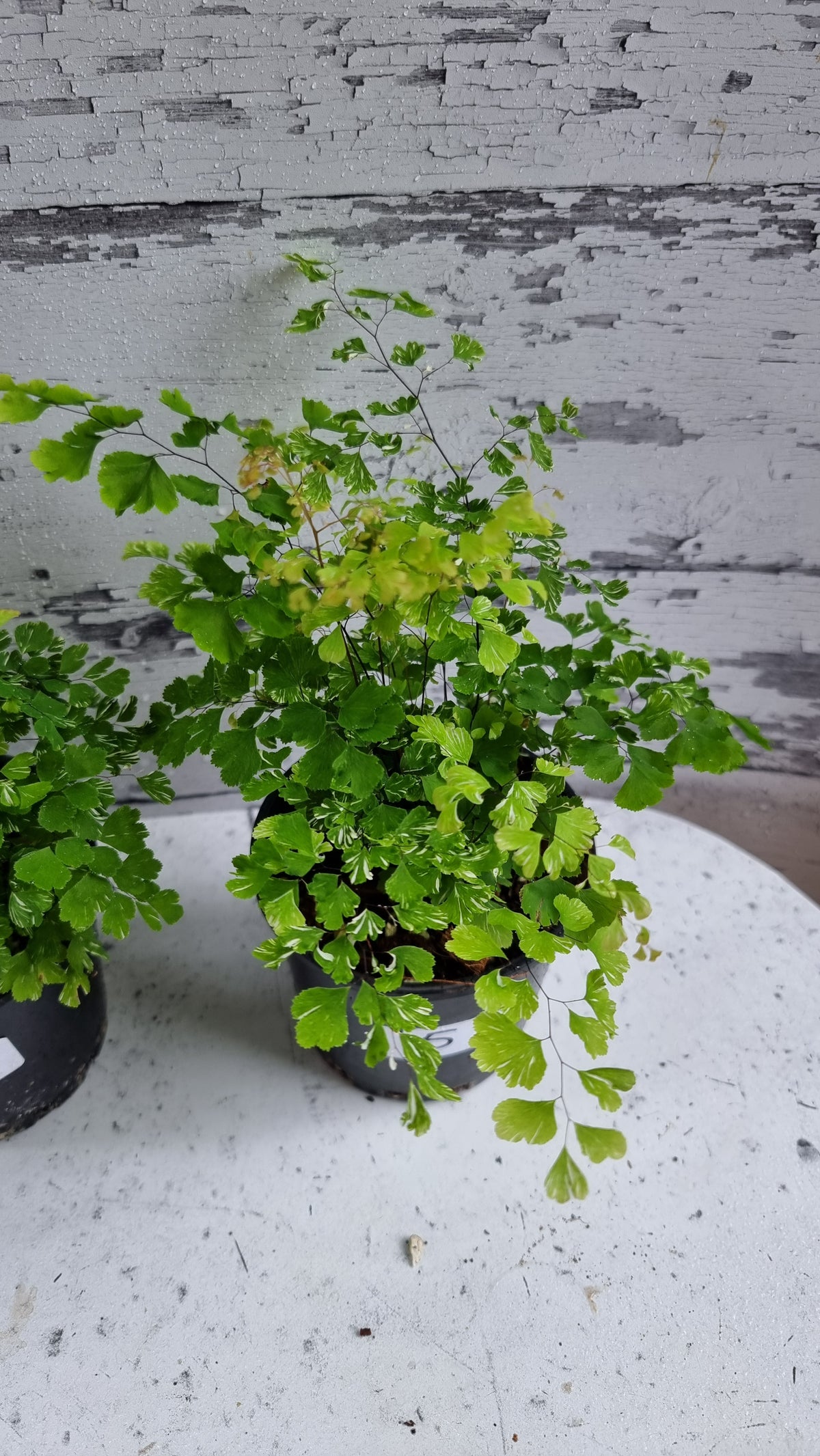 Adiantum raddianum 'Variegatum' - Variegated Delta Maidenhair Fern