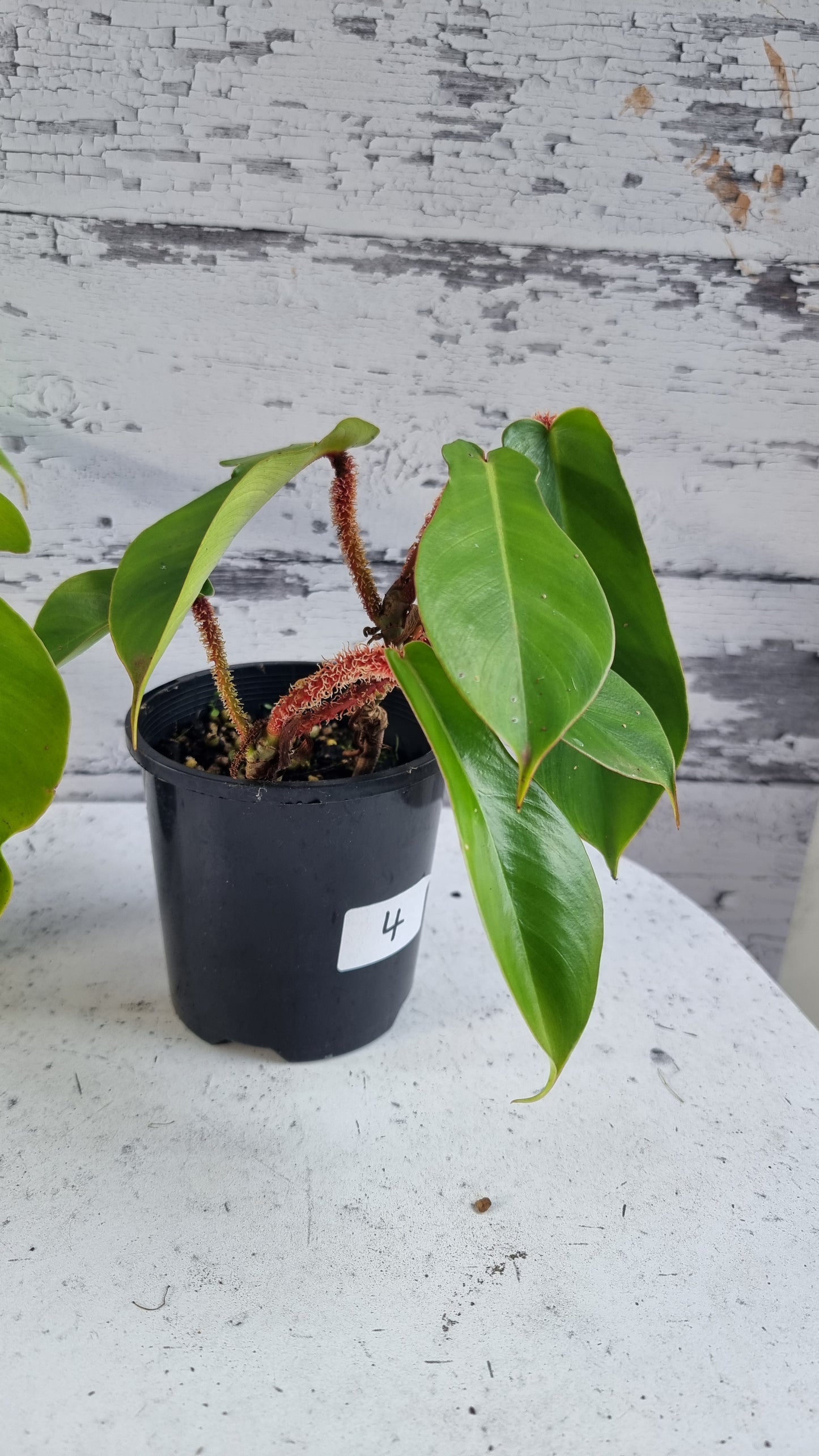 Philodendron squamiferum