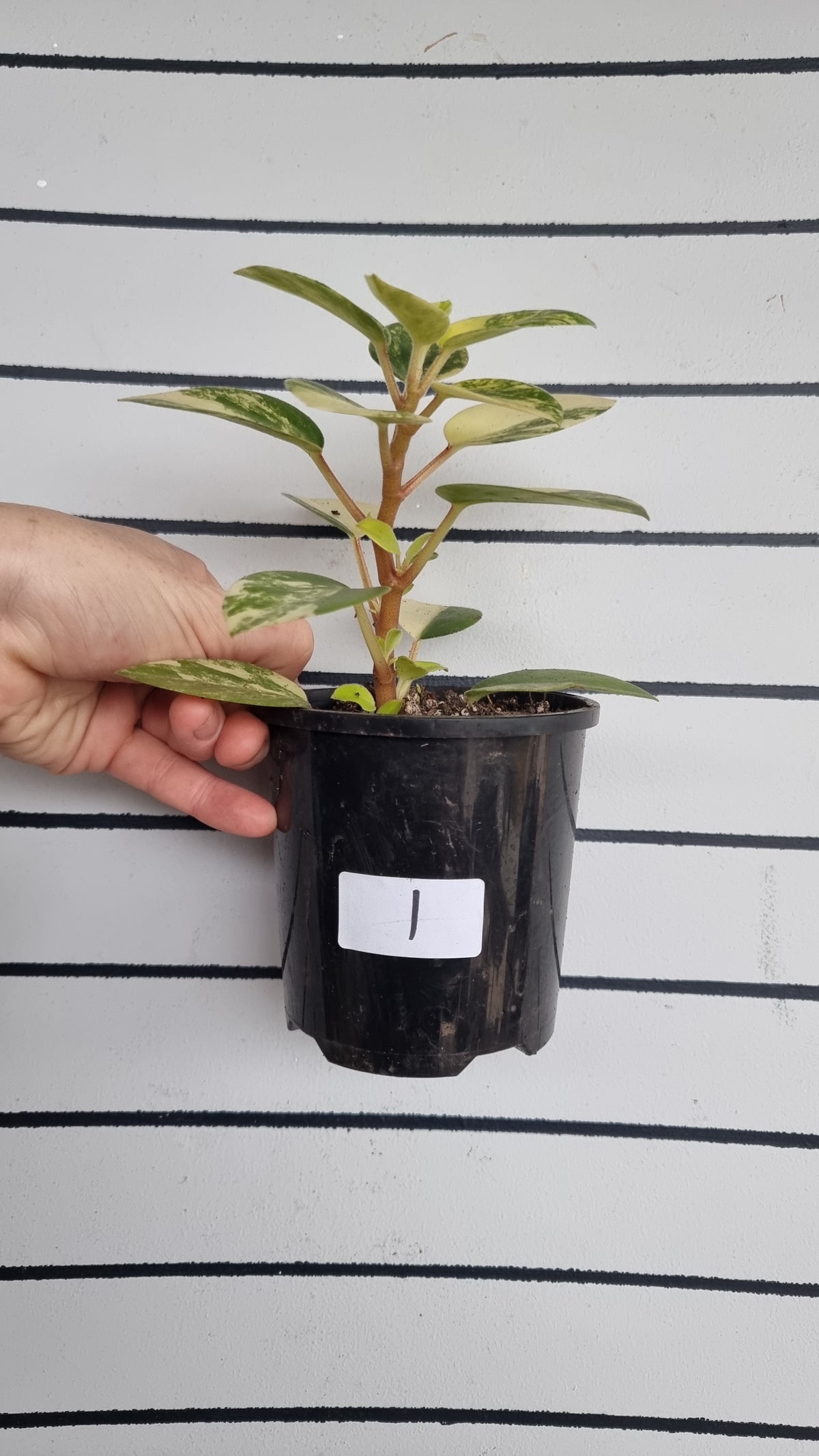 Peperomia orba variegata 'Marble' - Variegated Pixie Plant