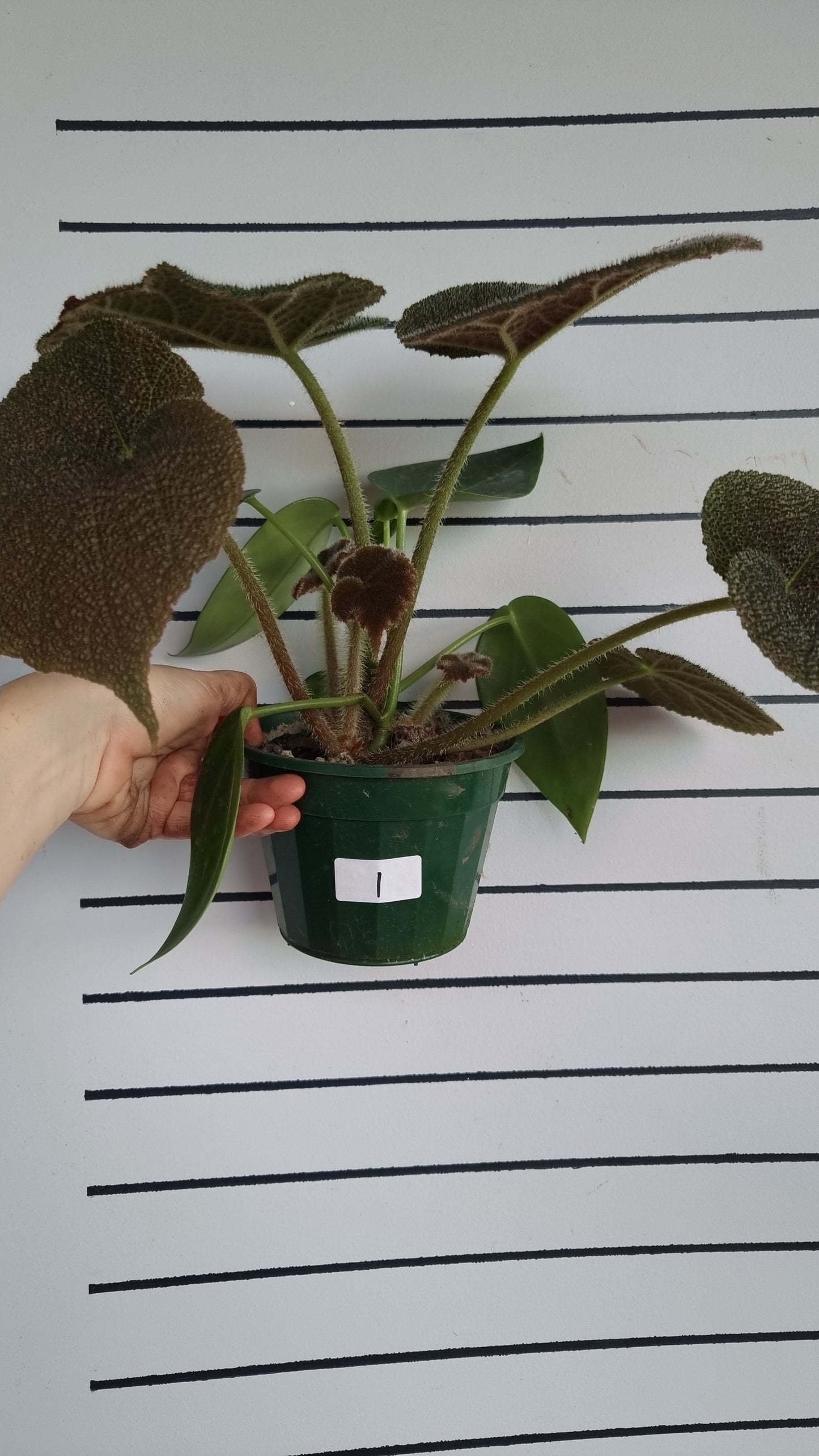 Begonia masoniana 'River'