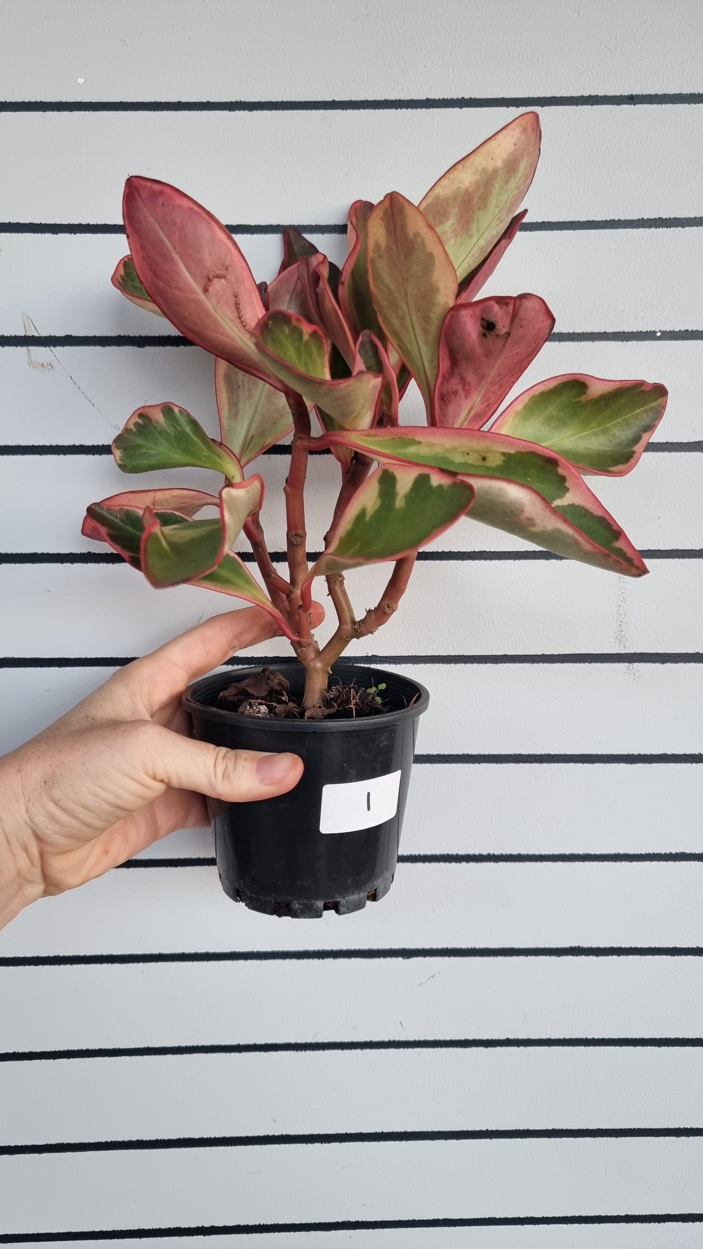 Peperomia clusiifolia tricolour - Variegated