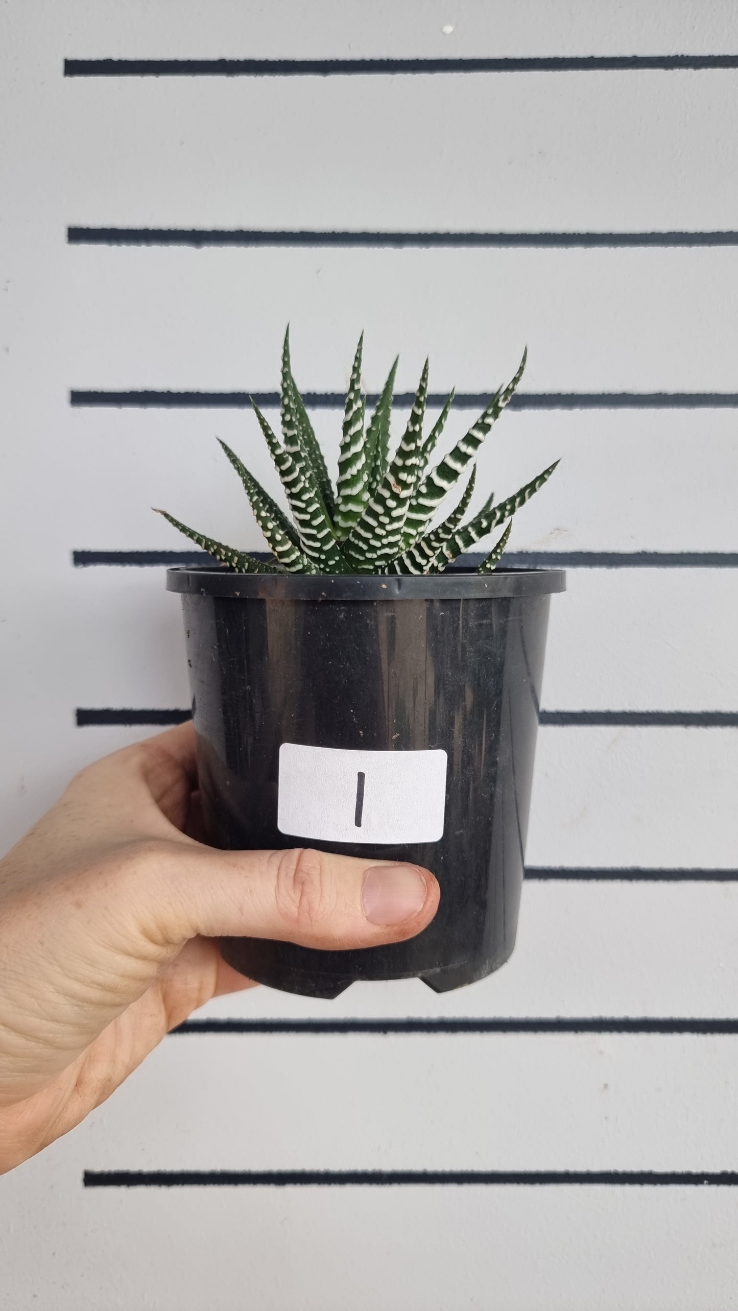 Haworthia fasciata 'Big Band' - Zebra Plant