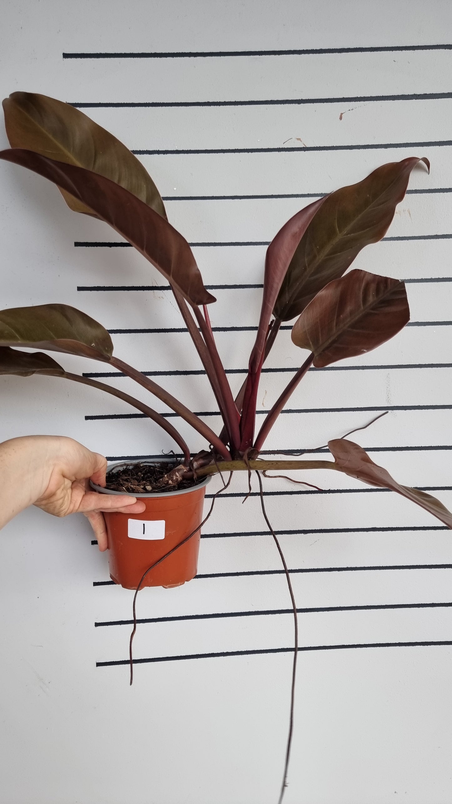 Philodendron erubescens 'Imperial Orange Mutant'